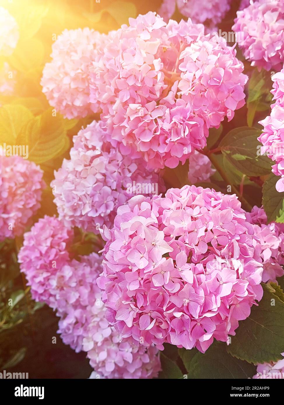 Hydrangea pink flowers Stock Photo - Alamy
