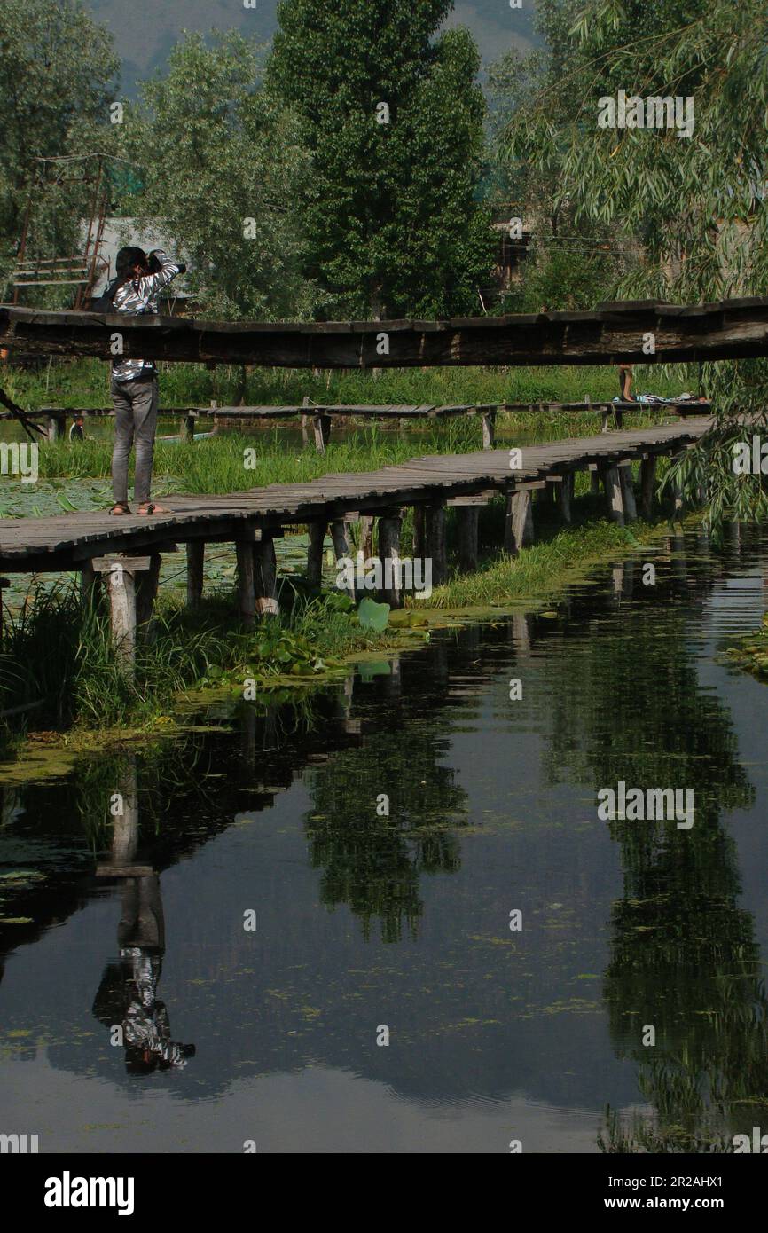 a pedestrian walks on wooden bridge towards the floating market inside the dal lake srinagar. Stock Photo