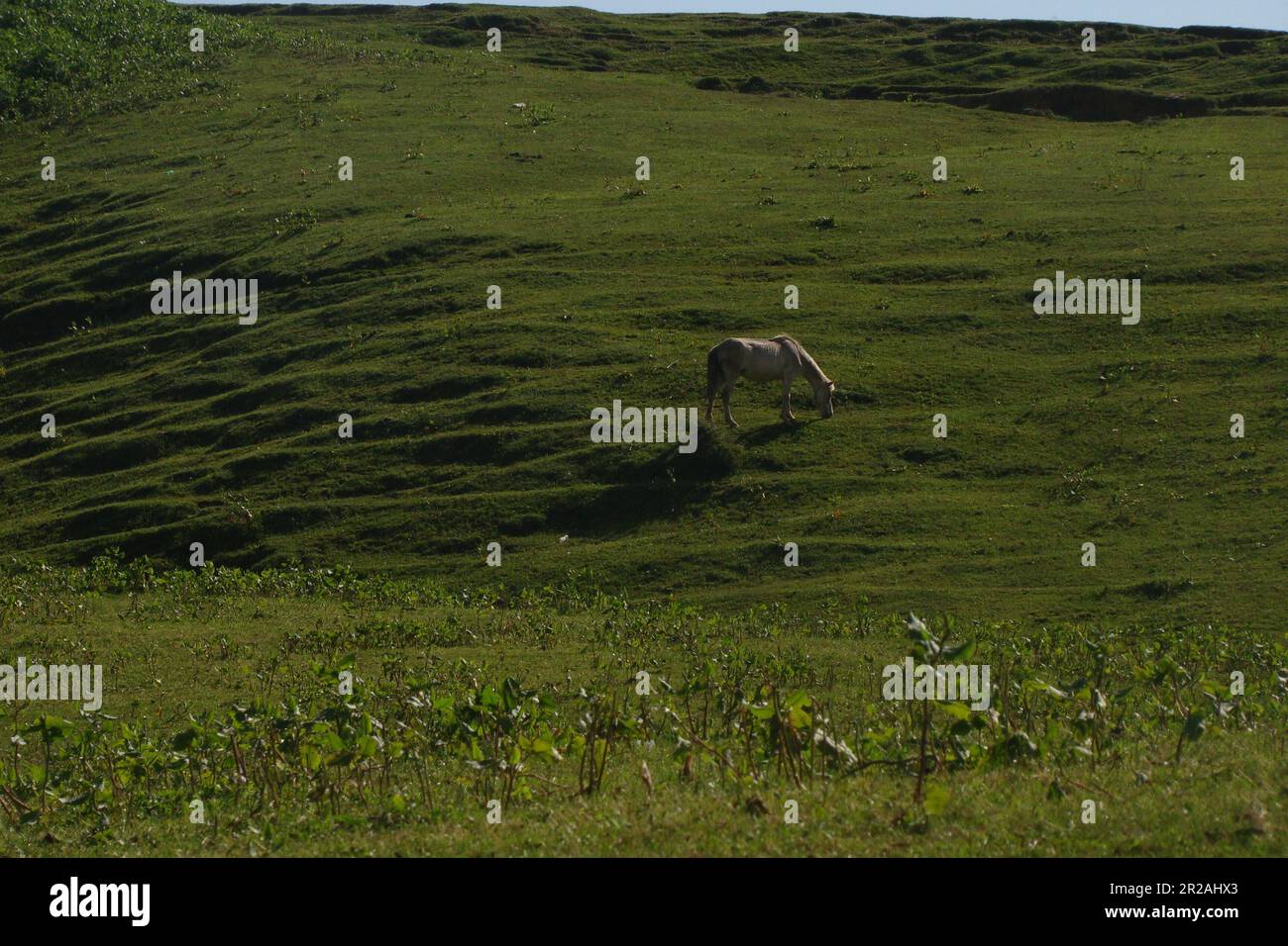 a hourse {equus caballus} eating green grassduring sunny day at mamenet srinagar, 12 june 2021 Stock Photo