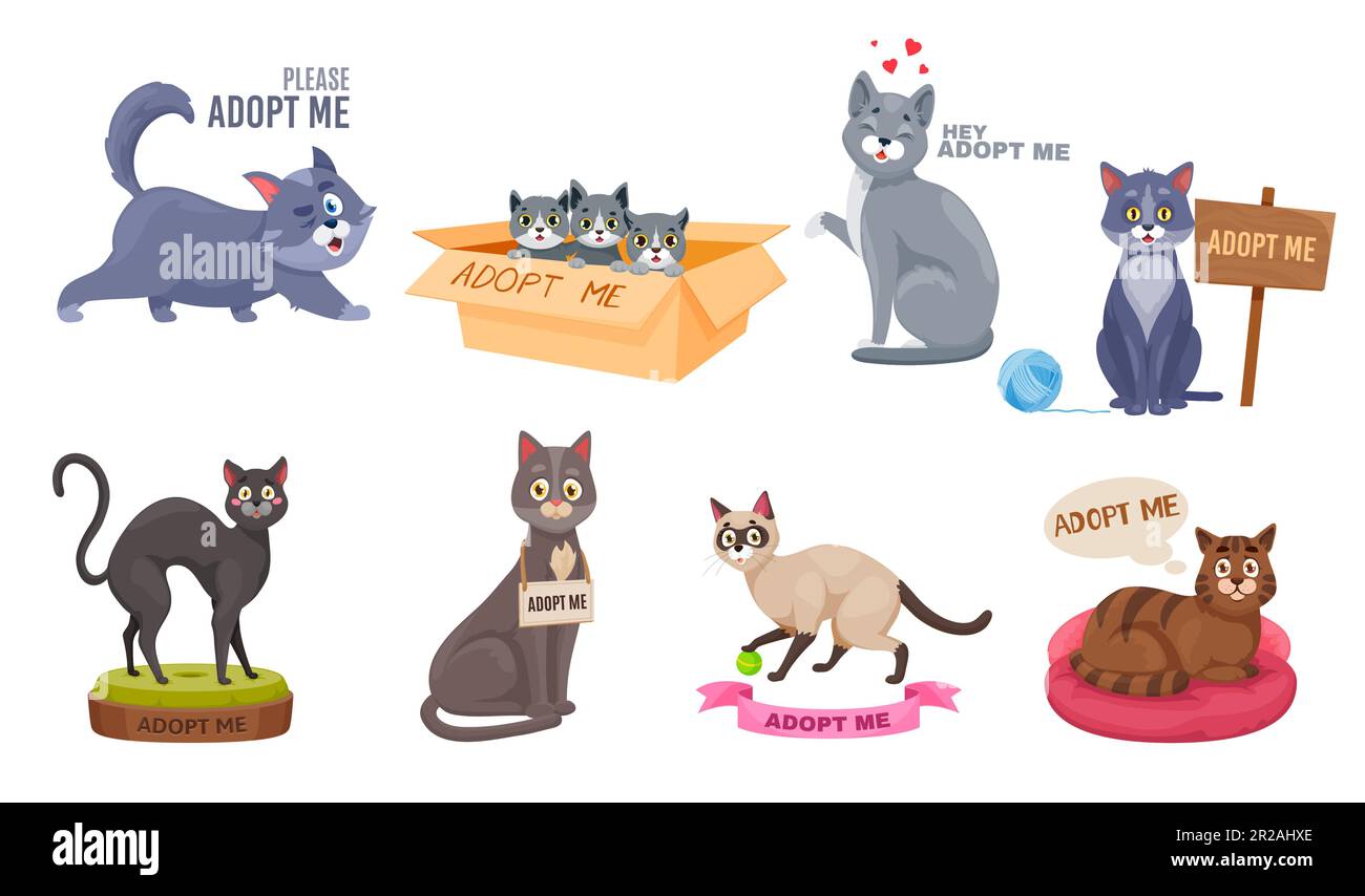 Adopt a cat vector, cute homeless kitty waiting for adoption. Cartoon