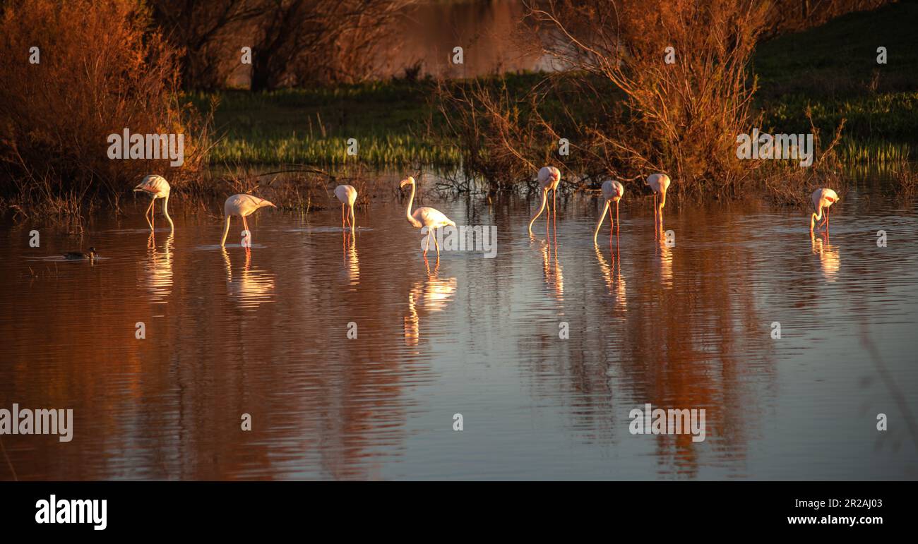 El Rocio Lagoon Natural reserve for waterfowl in the Coto de Doñana National Park in Andalusia Spain Stock Photo