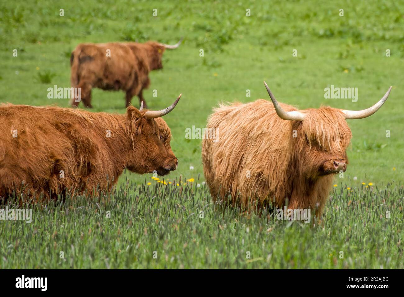 highland cows a Scottish rustic breed of cattle Stock Photo - Alamy