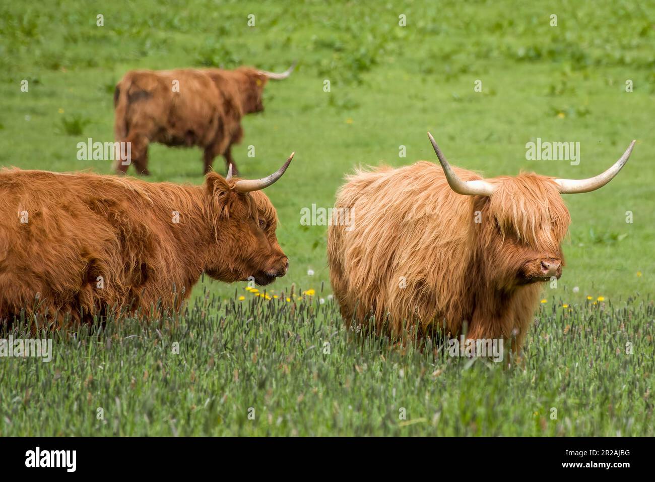 highland cows a Scottish rustic breed of cattle Stock Photo