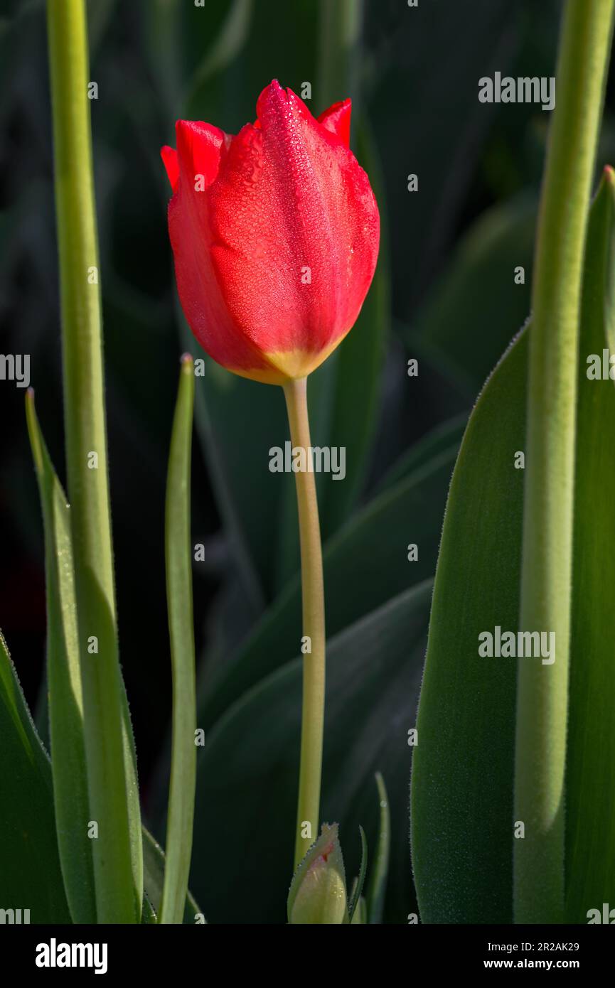 Single Red Tulip Covered With Dew - Spring Stock Photo