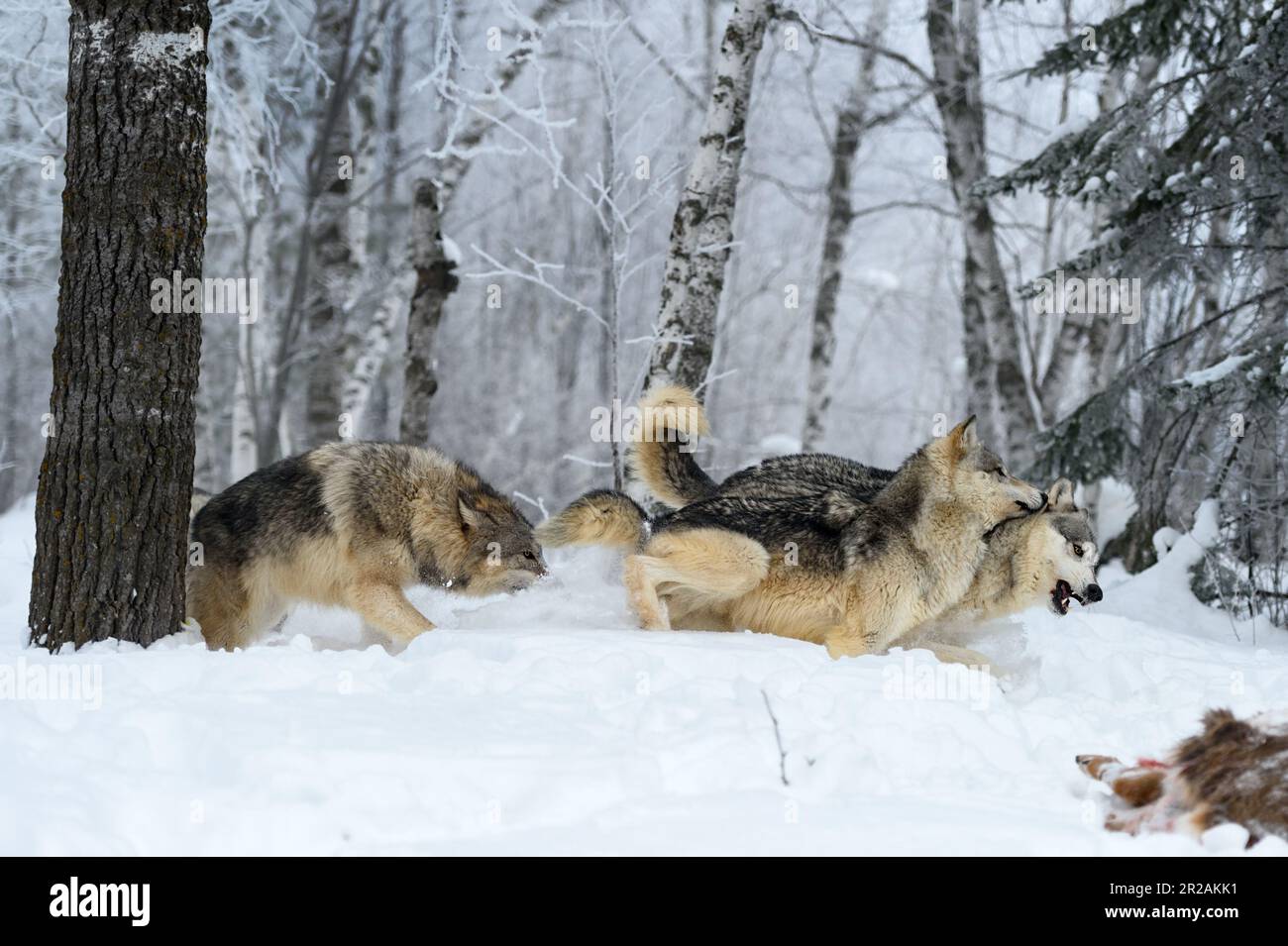 Wolves (Canis lupus) Run Right Near White-Tail Deer Body Winter - captive animals Stock Photo