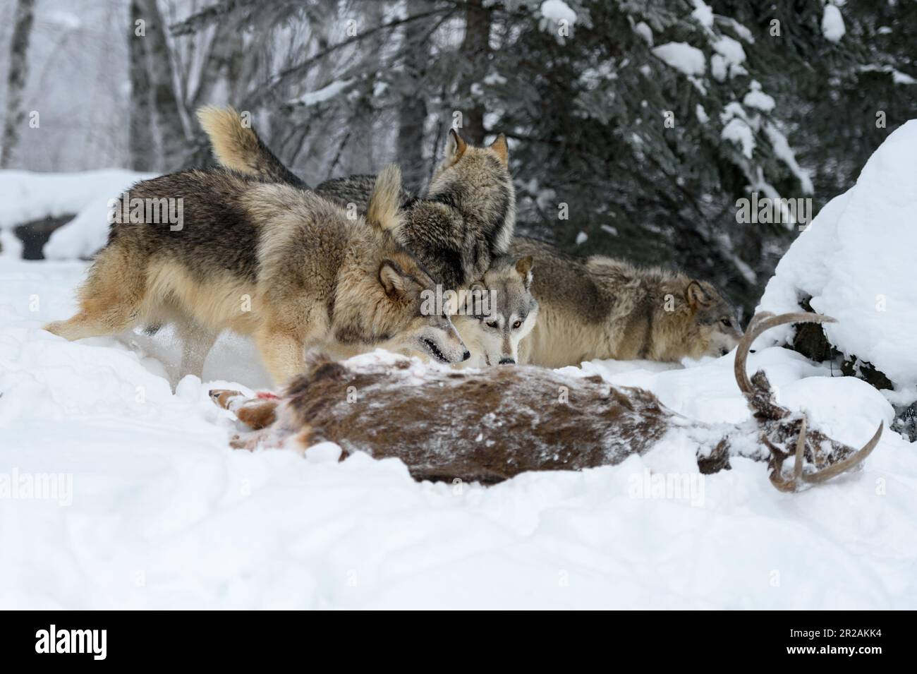 Wolf (Canis lupus) Pack Check Out White-Tail Deer Body Winter - captive animals Stock Photo