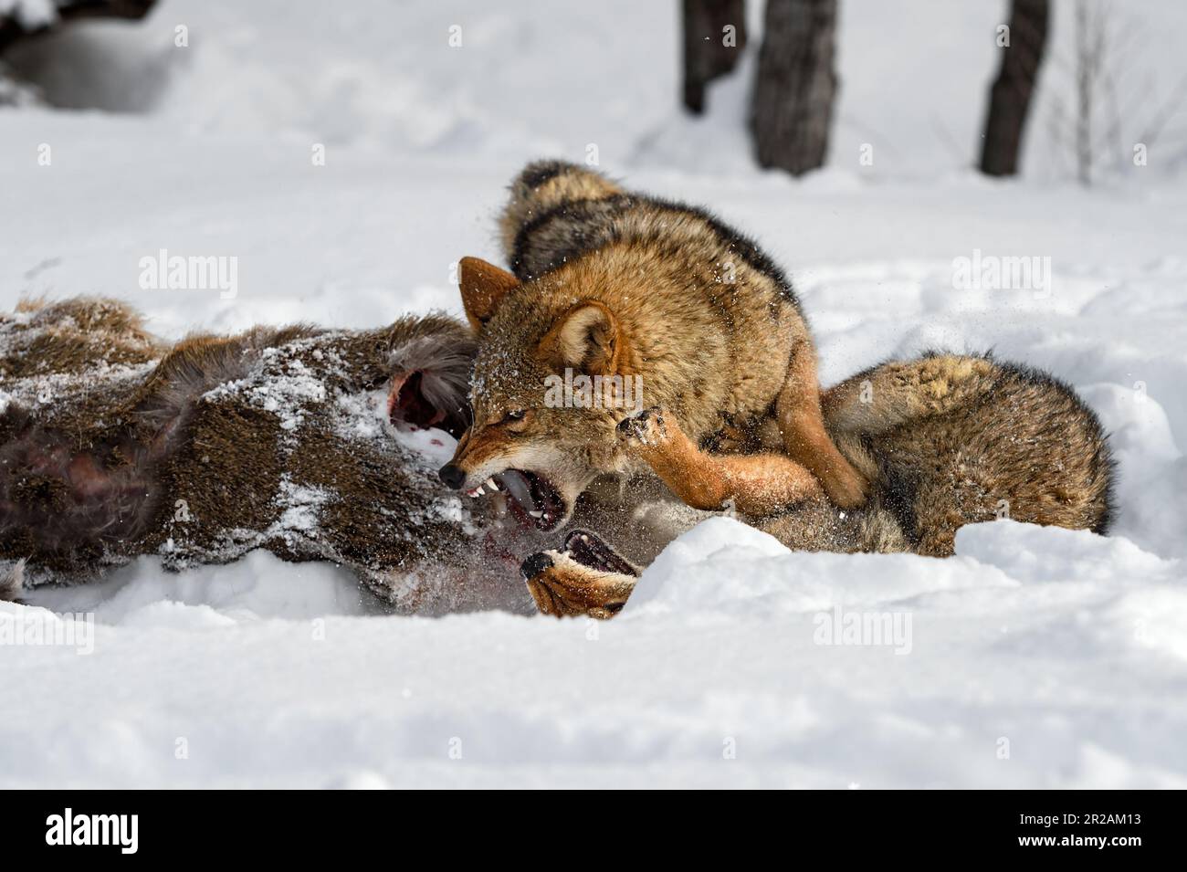 Coyote (Canis latrans) Pins and Snarls at Packmate at White-Tail Deer Carcass Winter - captive animals Stock Photo