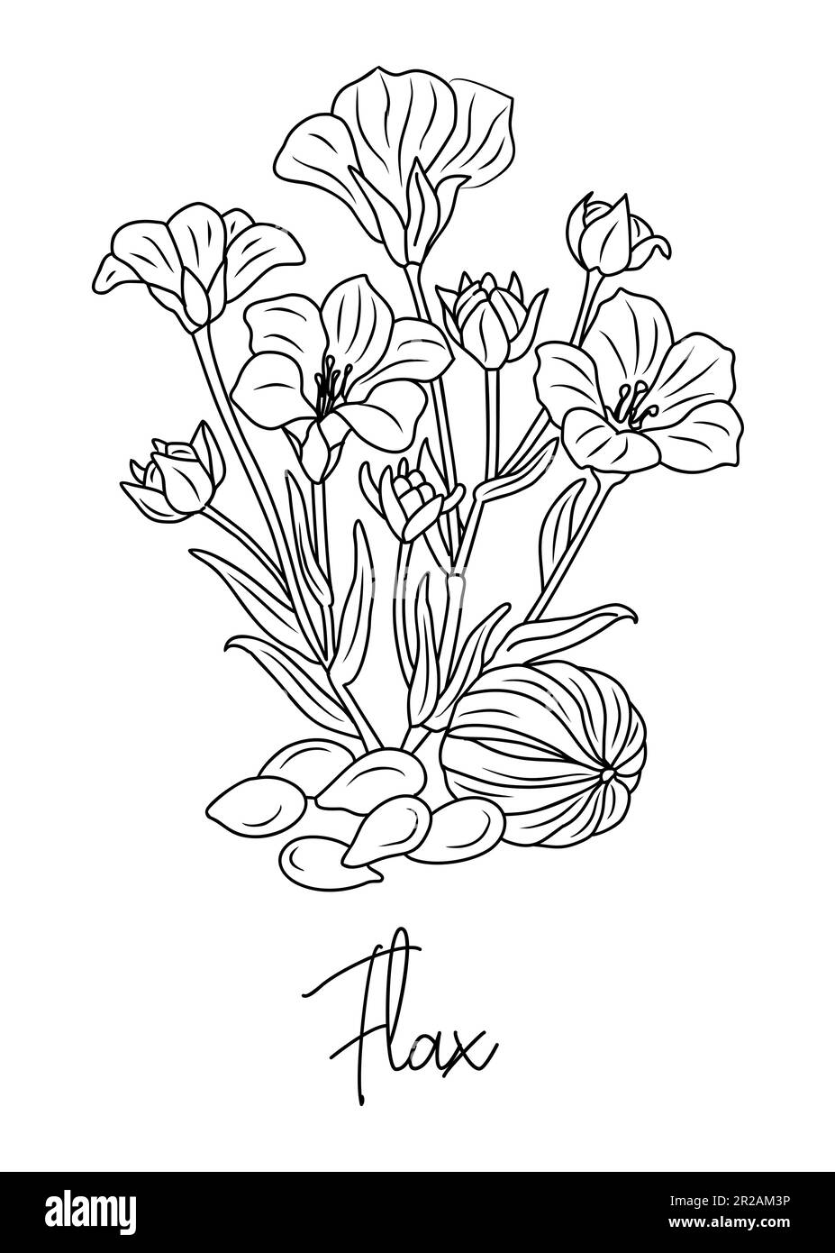 Medicinal herbal tea Black and White Stock Photos & Images Alamy