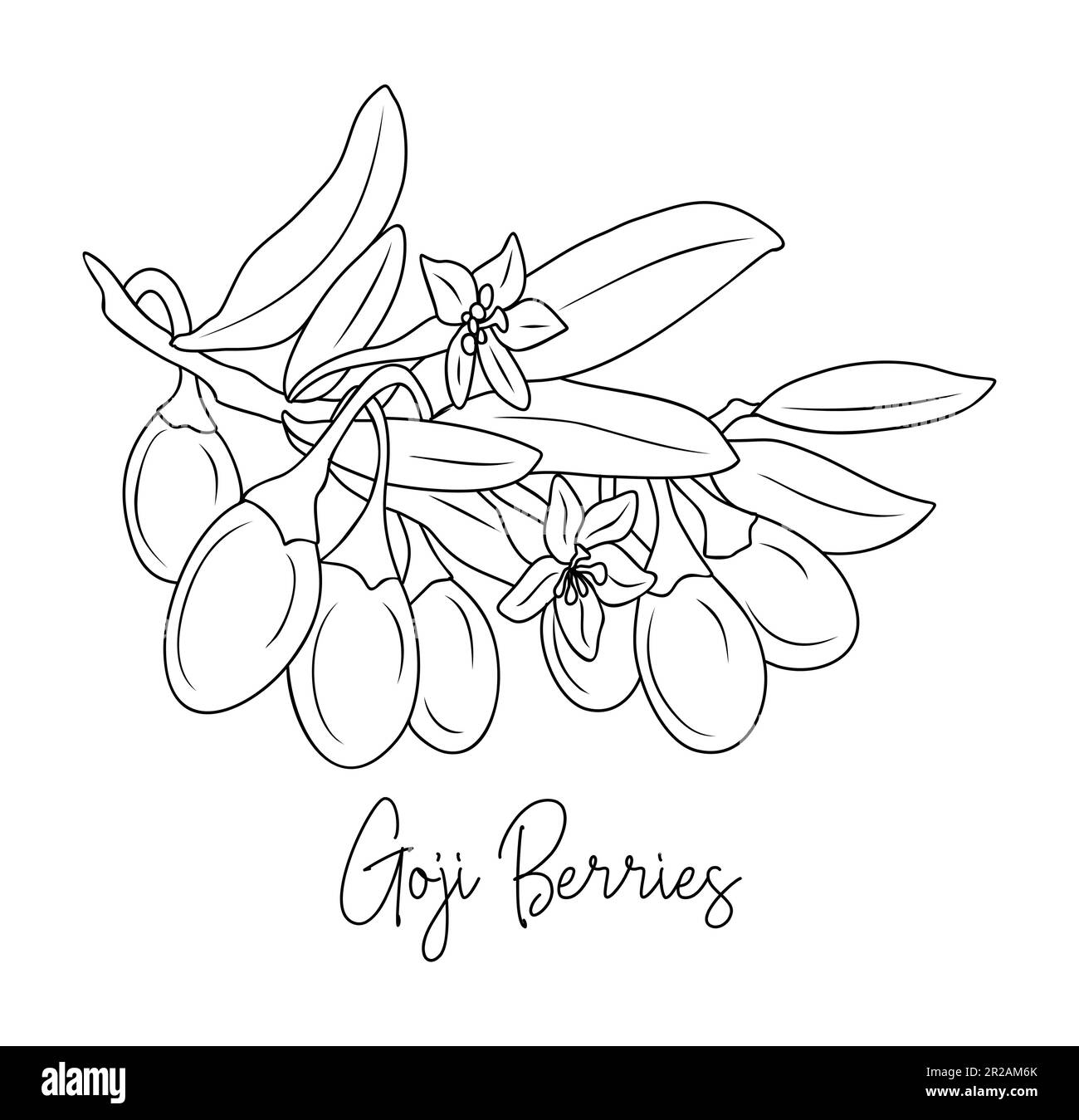 Medicinal plant Black and White Stock Photos &amp; Images - Alamy