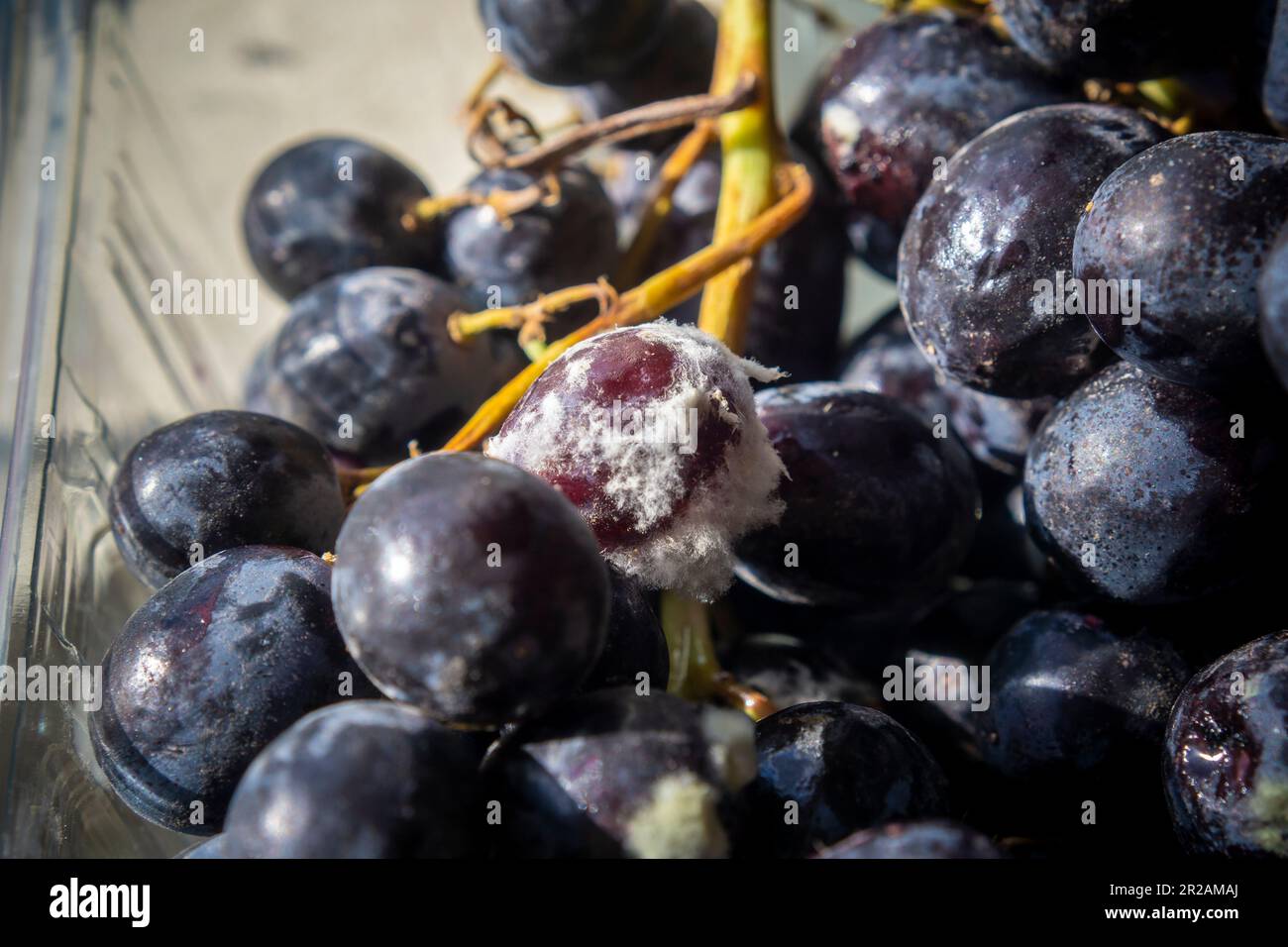 Moldy grape in a container of imported grapes on Friday, May 5, 2023