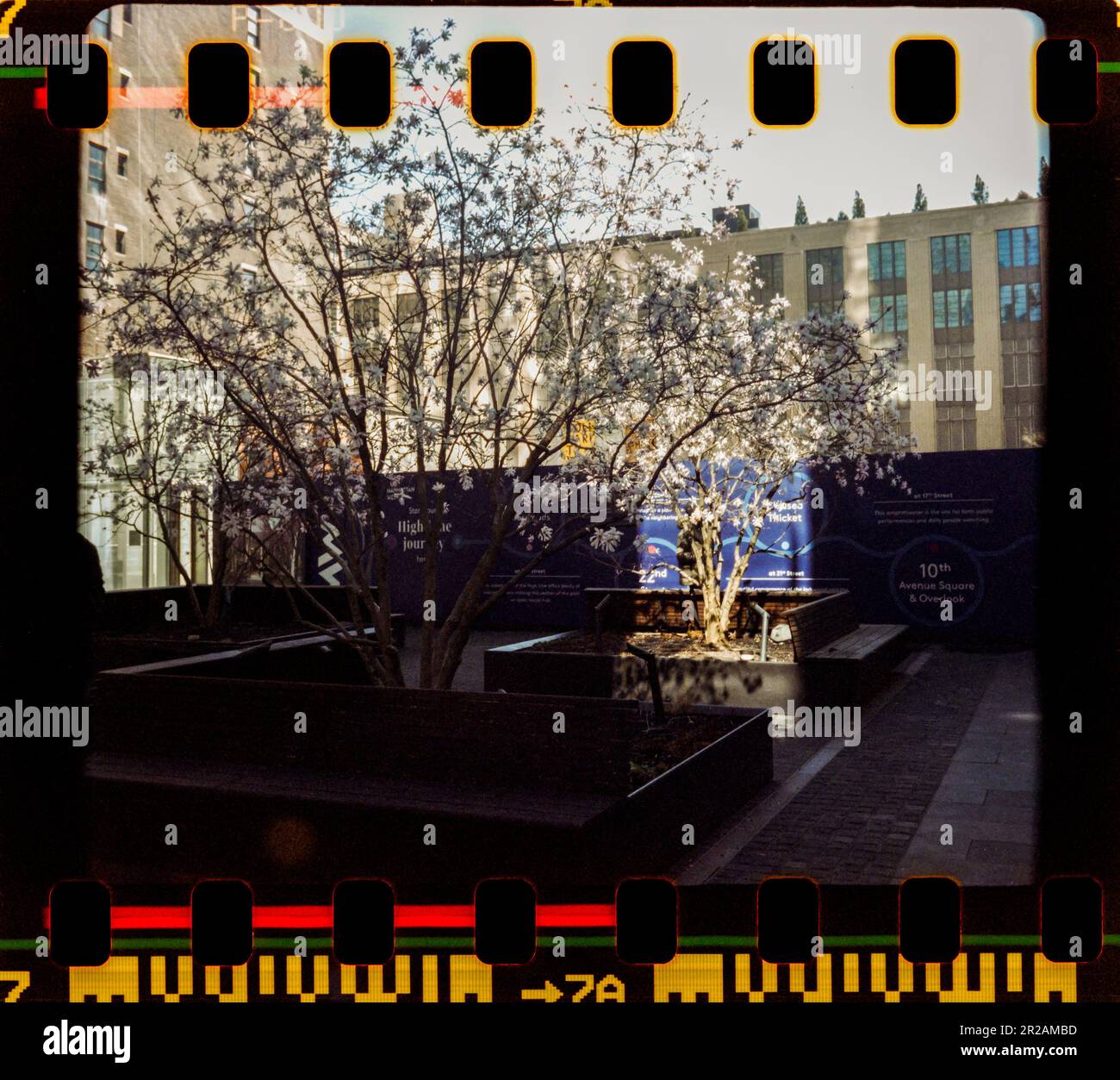 Cherry trees in the Manhattan West development in New York in April 2023. (© Richard B. Levine) Stock Photo