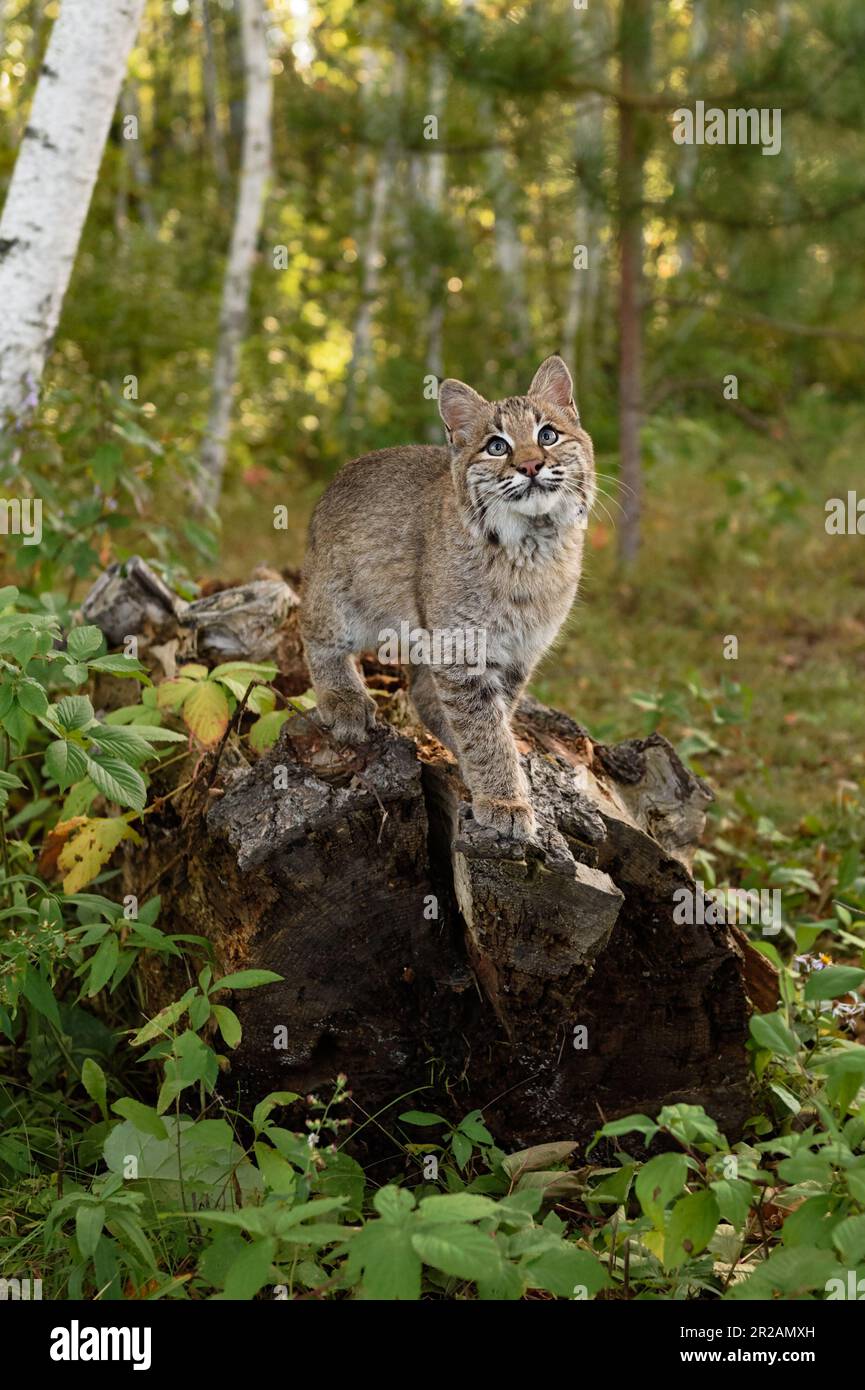 Bobcat (Lynx rufus) Looks Up Paw Forward Autumn - captive animal Stock Photo