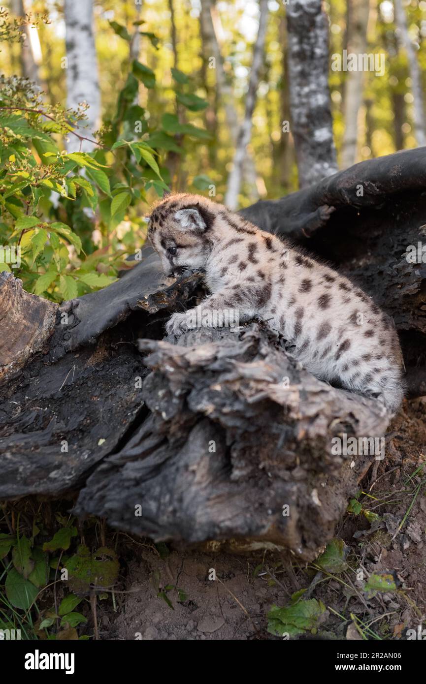 Cougar Kitten (Puma concolor) Climbs Up Side of Log Autumn - captive animal Stock Photo