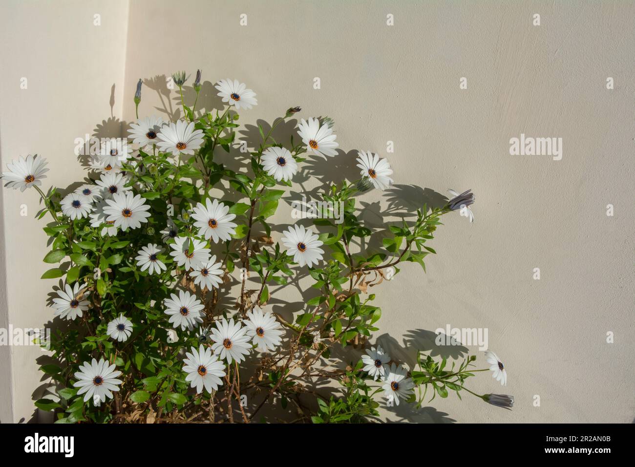A small bush of Cape marguerite (Dimorphotheca ecklonis) with white blossoms in bright morning light on a sunny day. Horizontal image with selective f Stock Photo