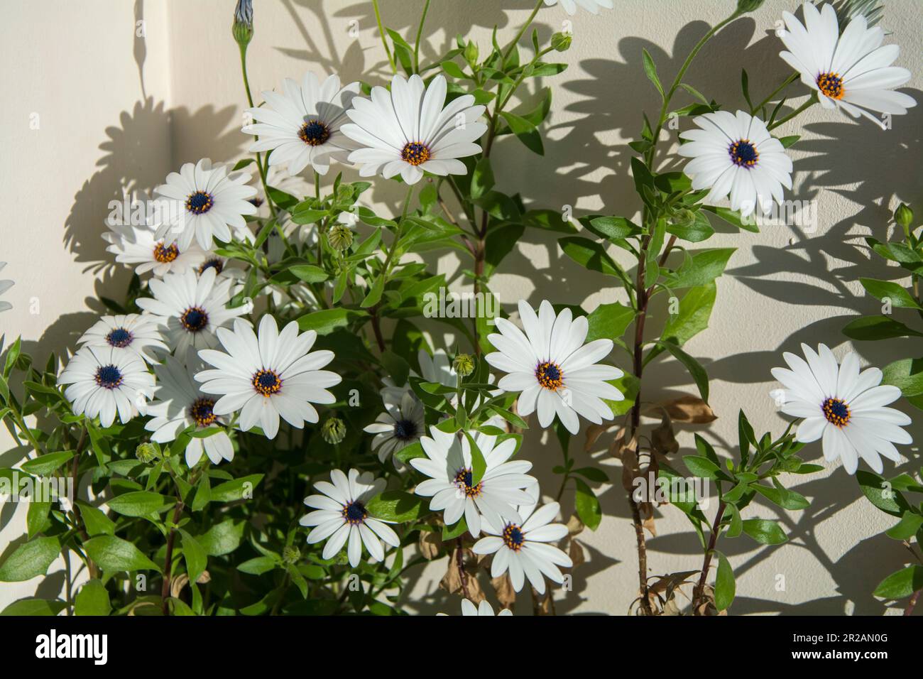 A closeup of a Van Staden's River daisy (Dimorphotheca ecklonis) with big flowers. Horizontal image with selective focus Stock Photo