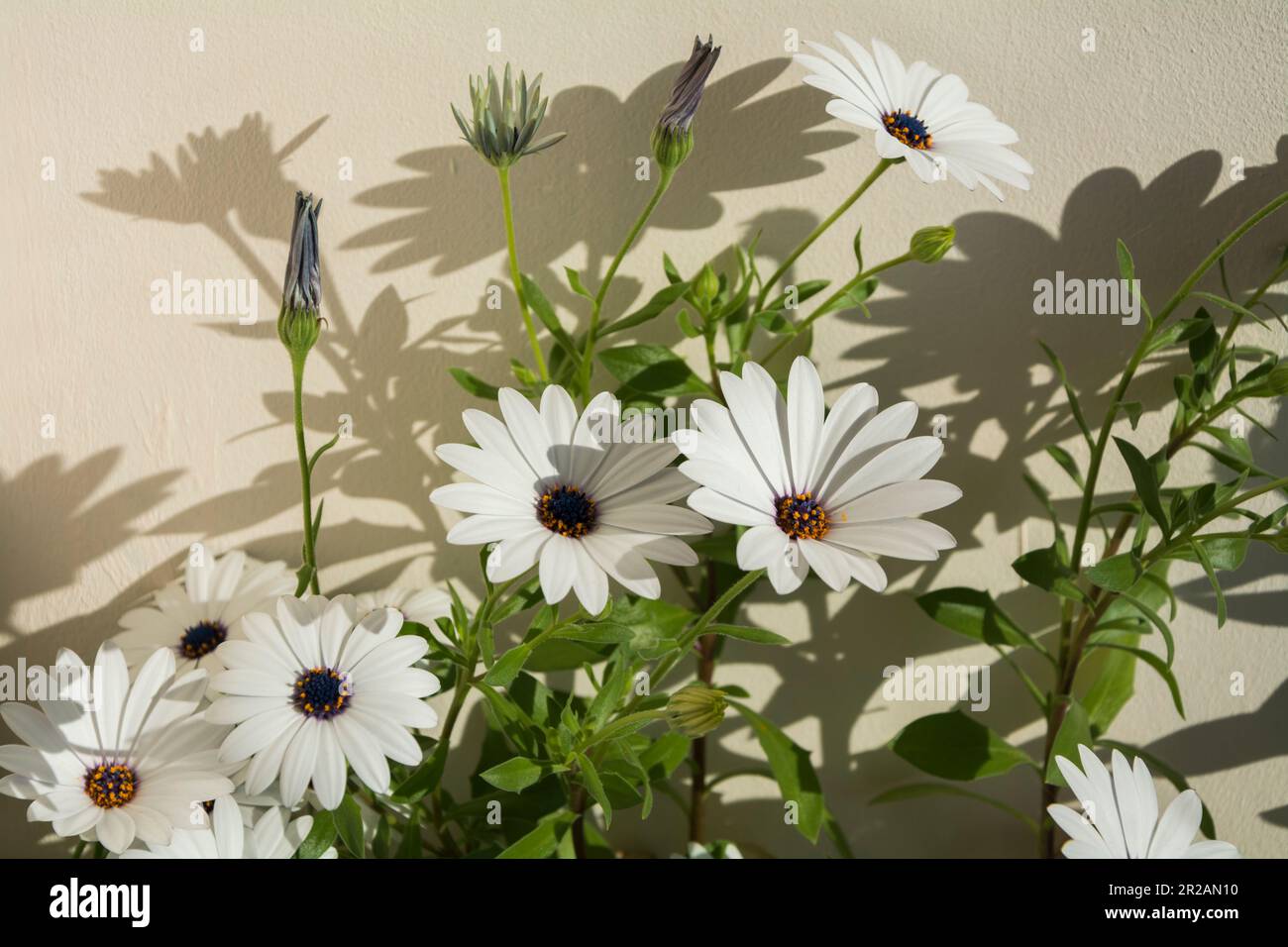 Close-up of a White daisy bush (Dimorphotheca ecklonis) with beautiful blossoms in daylight with shadows on the wall behind. Horizontal image with sel Stock Photo