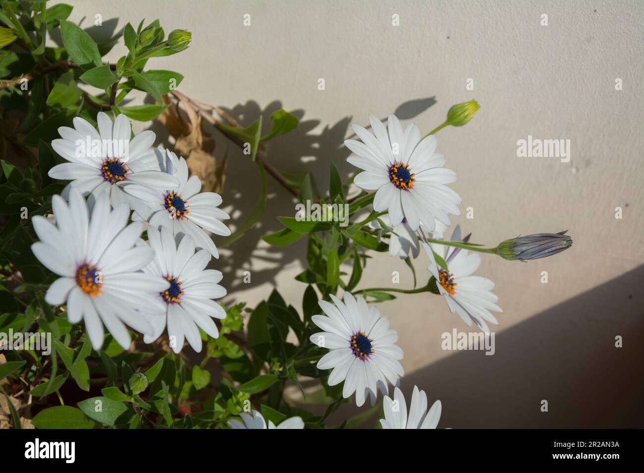 A white daisy bush with big blossoms on a sunny day. Horizontal image with selective focus, blurred background and copy space Stock Photo