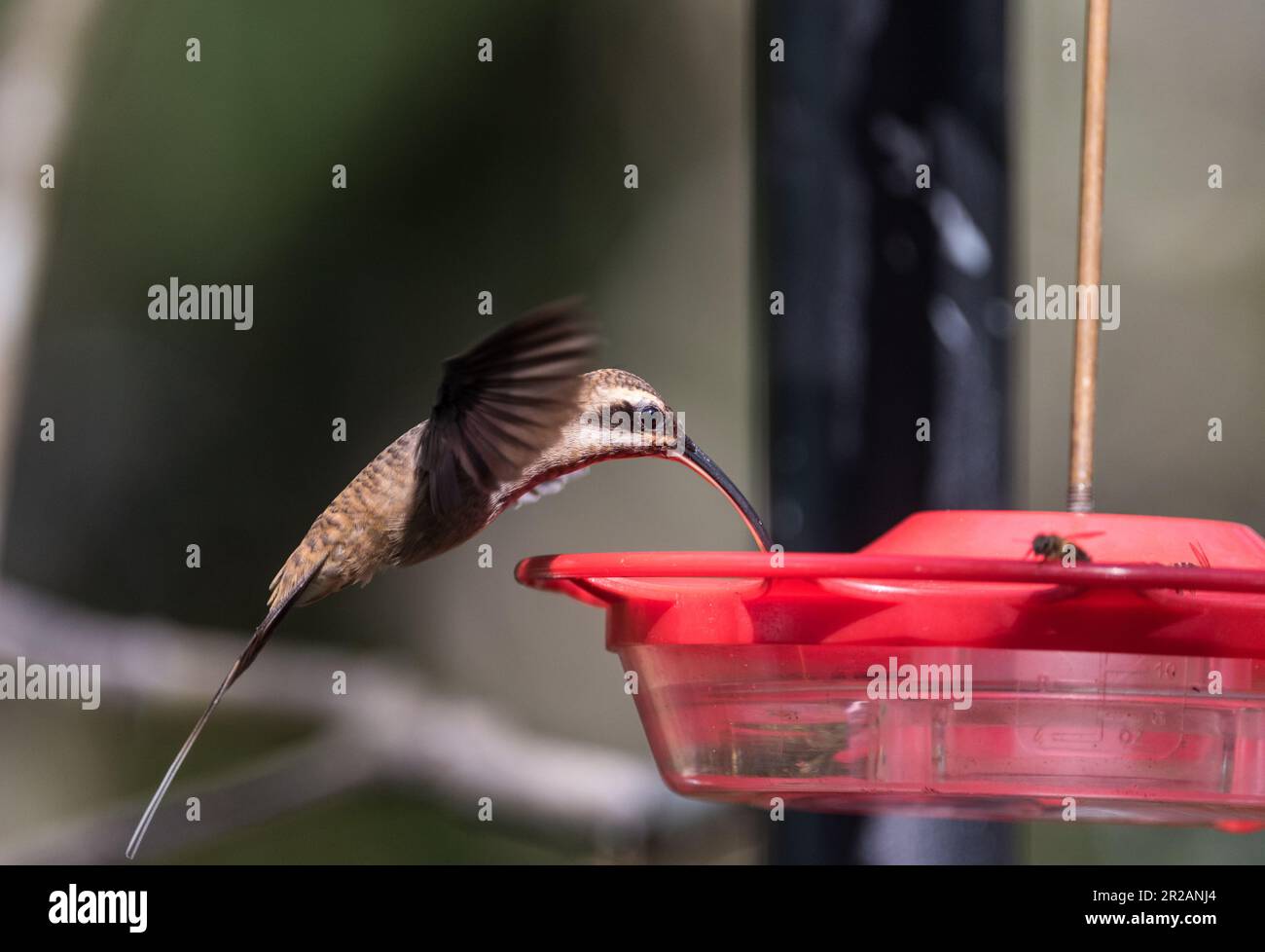 A Long-billed Hermit Hummingbird (Phaethornis longirostris) using a feed in Panama Stock Photo