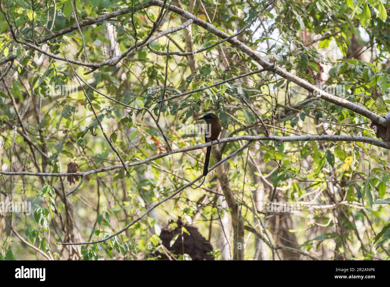 Momoto griton hi-res stock photography and images - Alamy