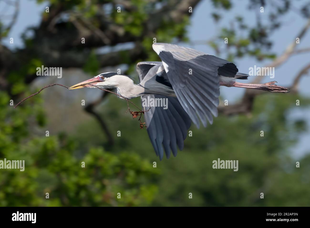 Grey Heron flying after collecting nesting material in beak Stock Photo