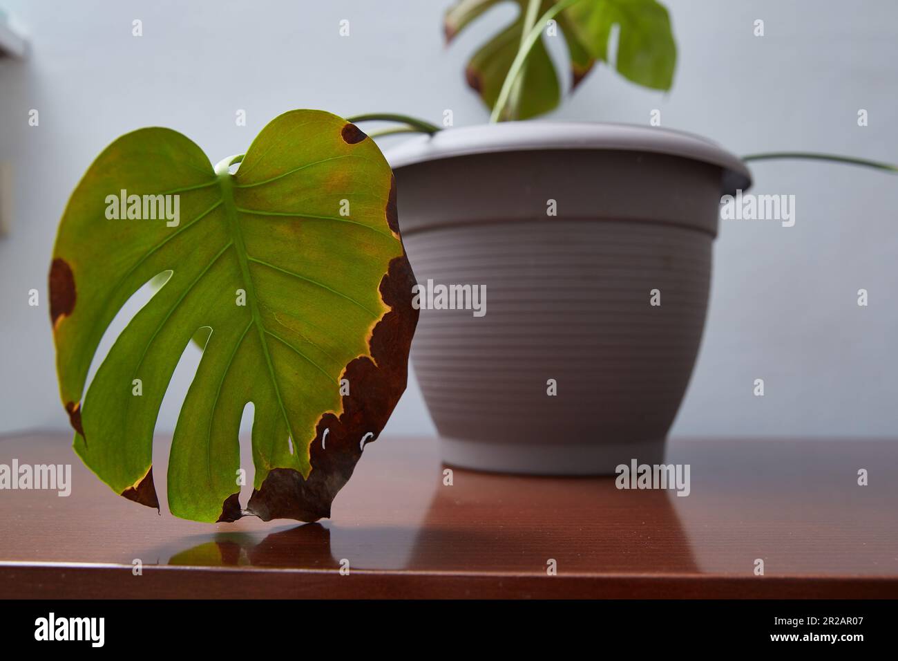 philodendron jose buono mature Philodendron paloraense cf x Philodendron Jose Buono (seedling) main image 1