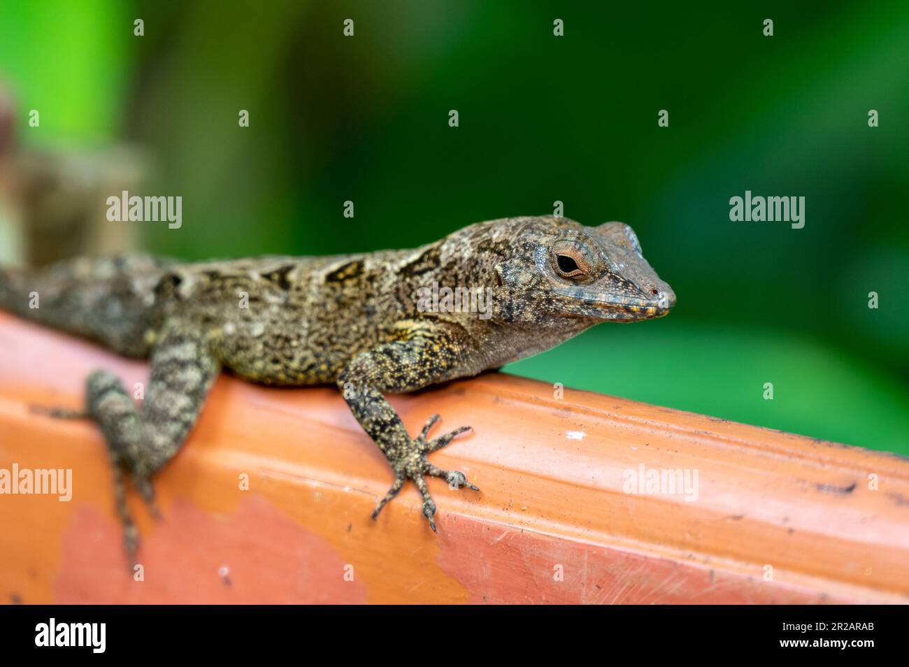 Lizard gate hi-res stock photography and images - Alamy