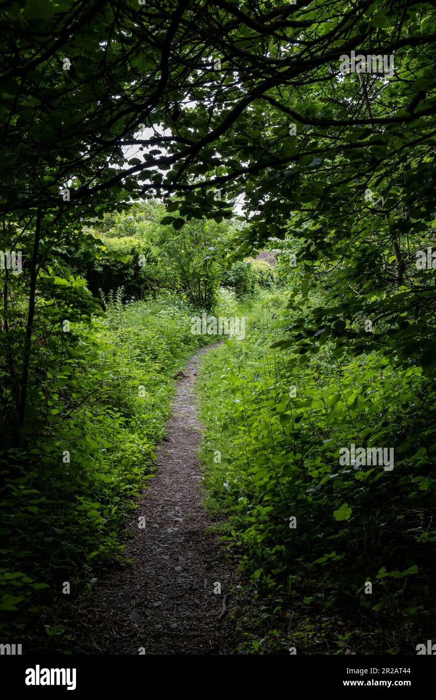 A narrow footpath track winds through dense lush green woodland in Worcestershire, England. Stock Photo