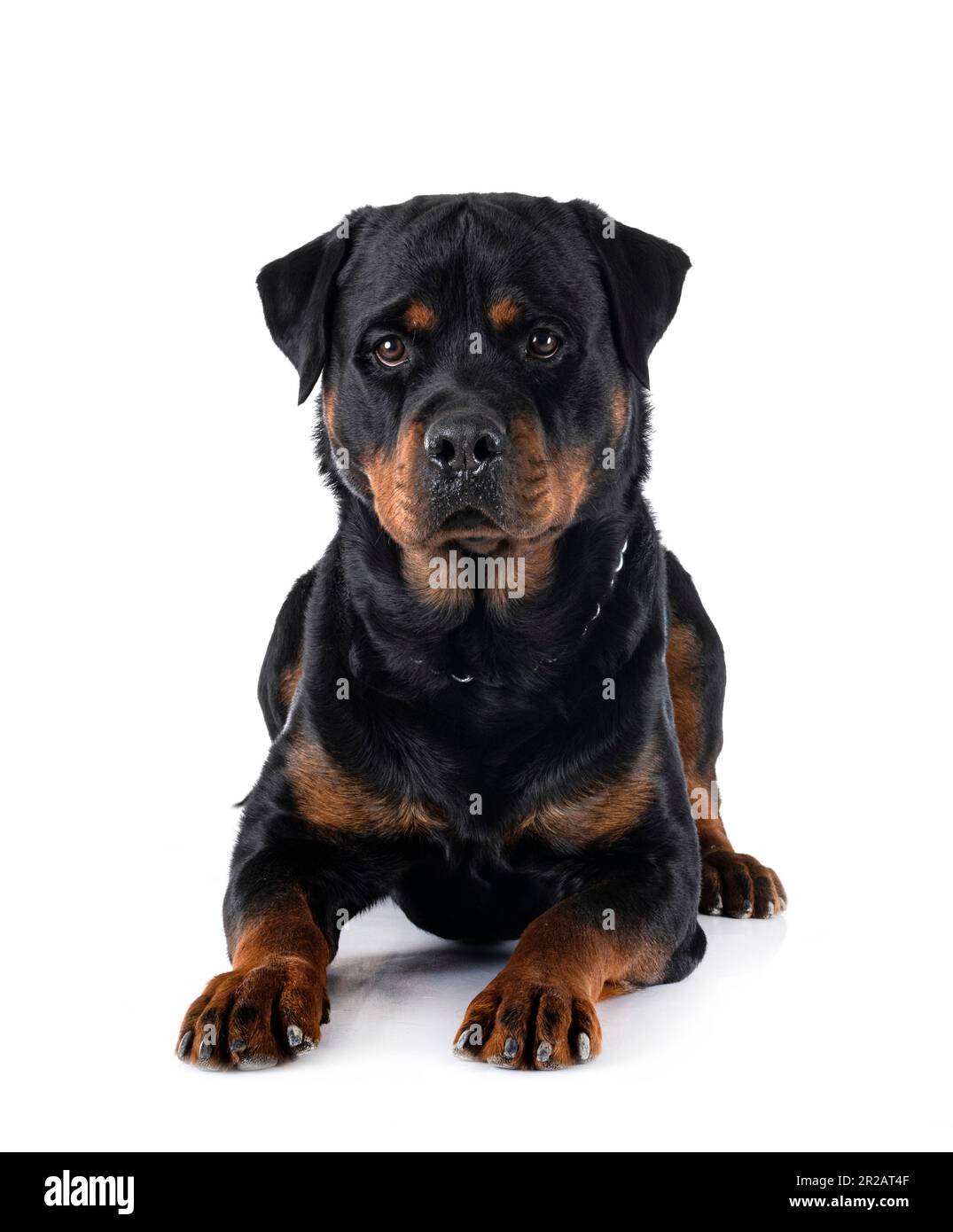 Purebred Rottweiler purebred rottweiler in front of white background Stock Photo - Alamy