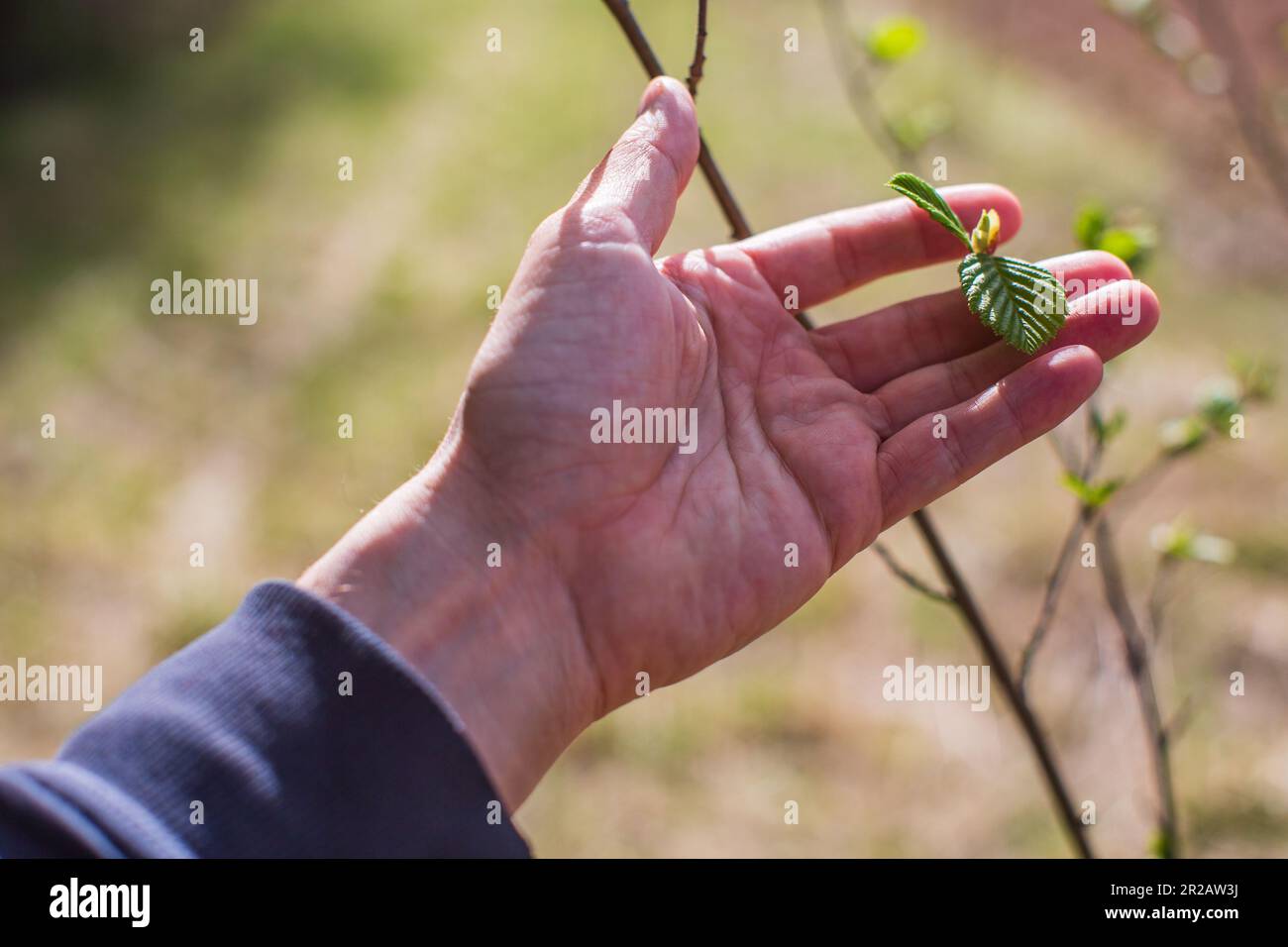 A man's hand touches a tree branch with foliage. Caring for the ...