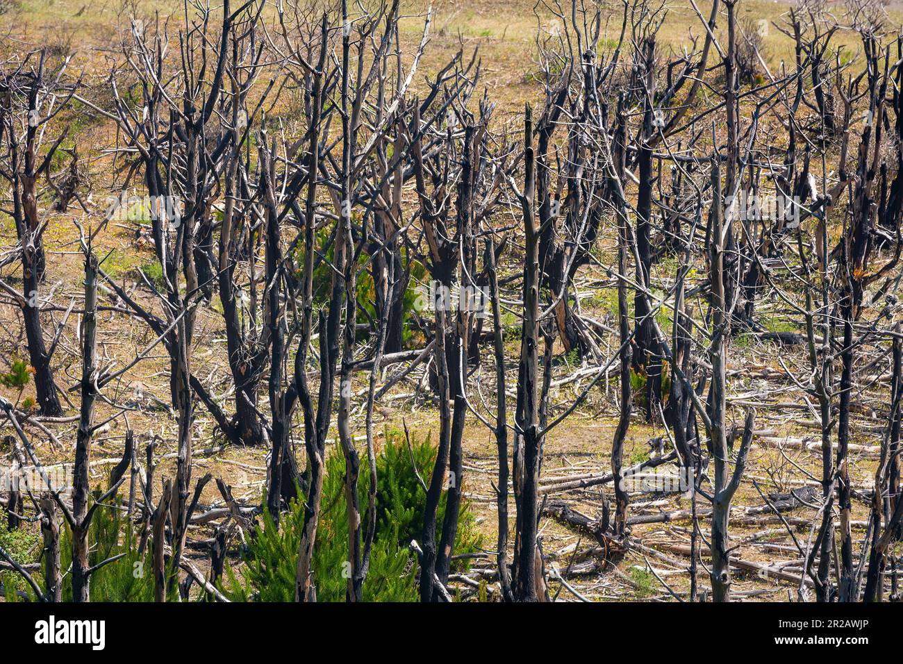 Trees felled and burned in southern Chile Stock Photo