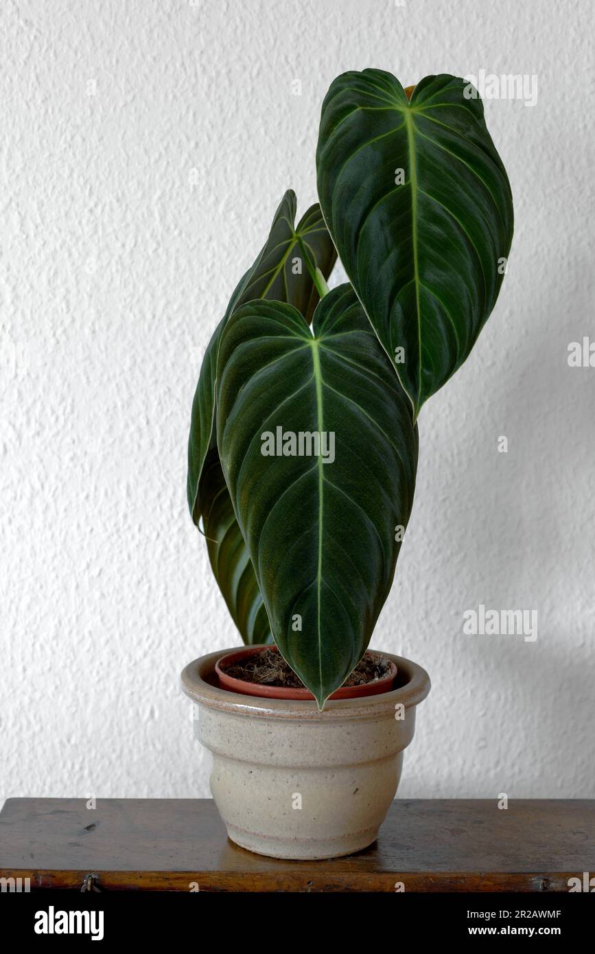 faux philodendron 3 Ft Artificial Philodendron Xanadu – Compact Fake Plant – Luxiplant main image 0