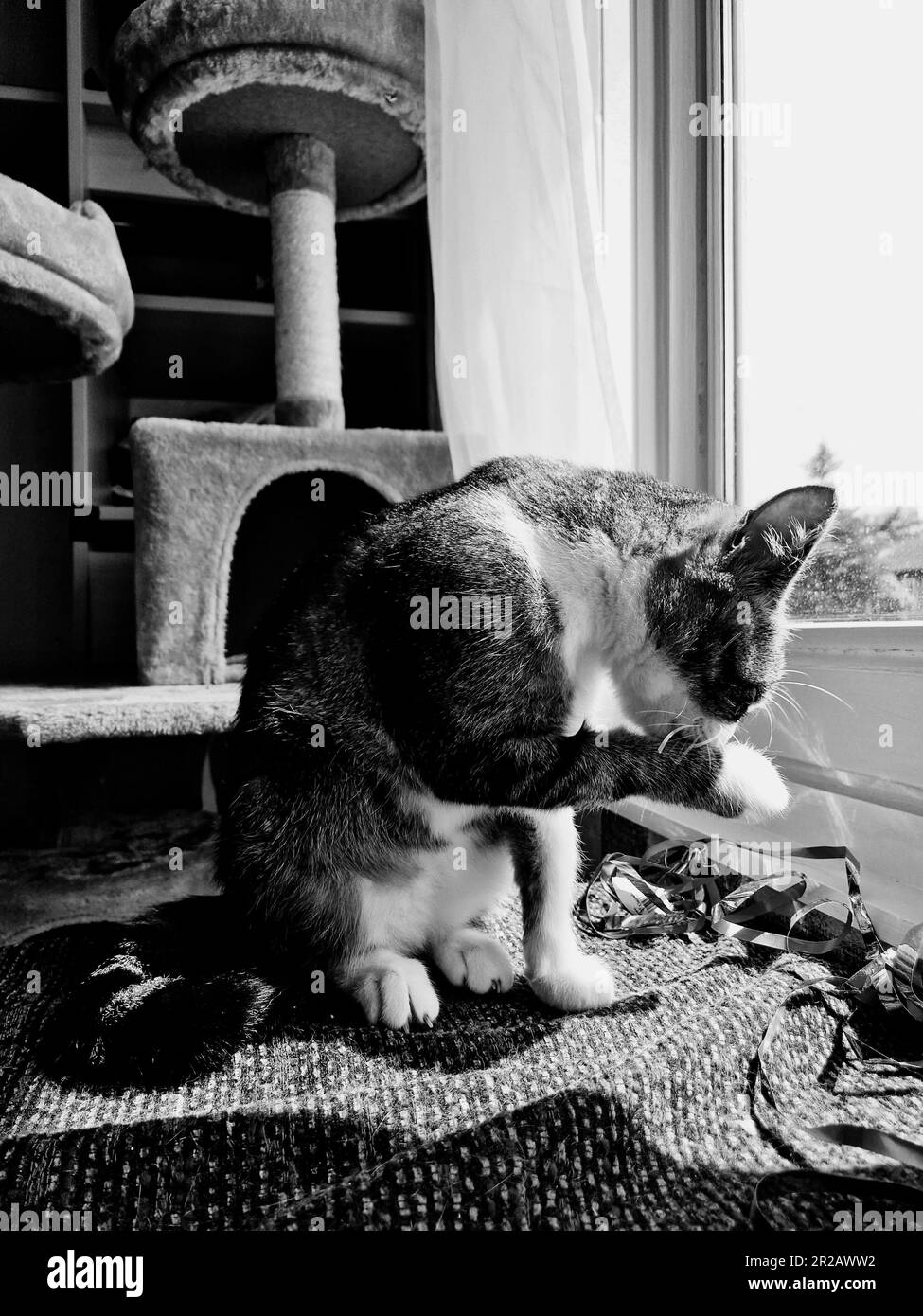Daily life of a young domestic european female cat, B&W snapshot, Bron