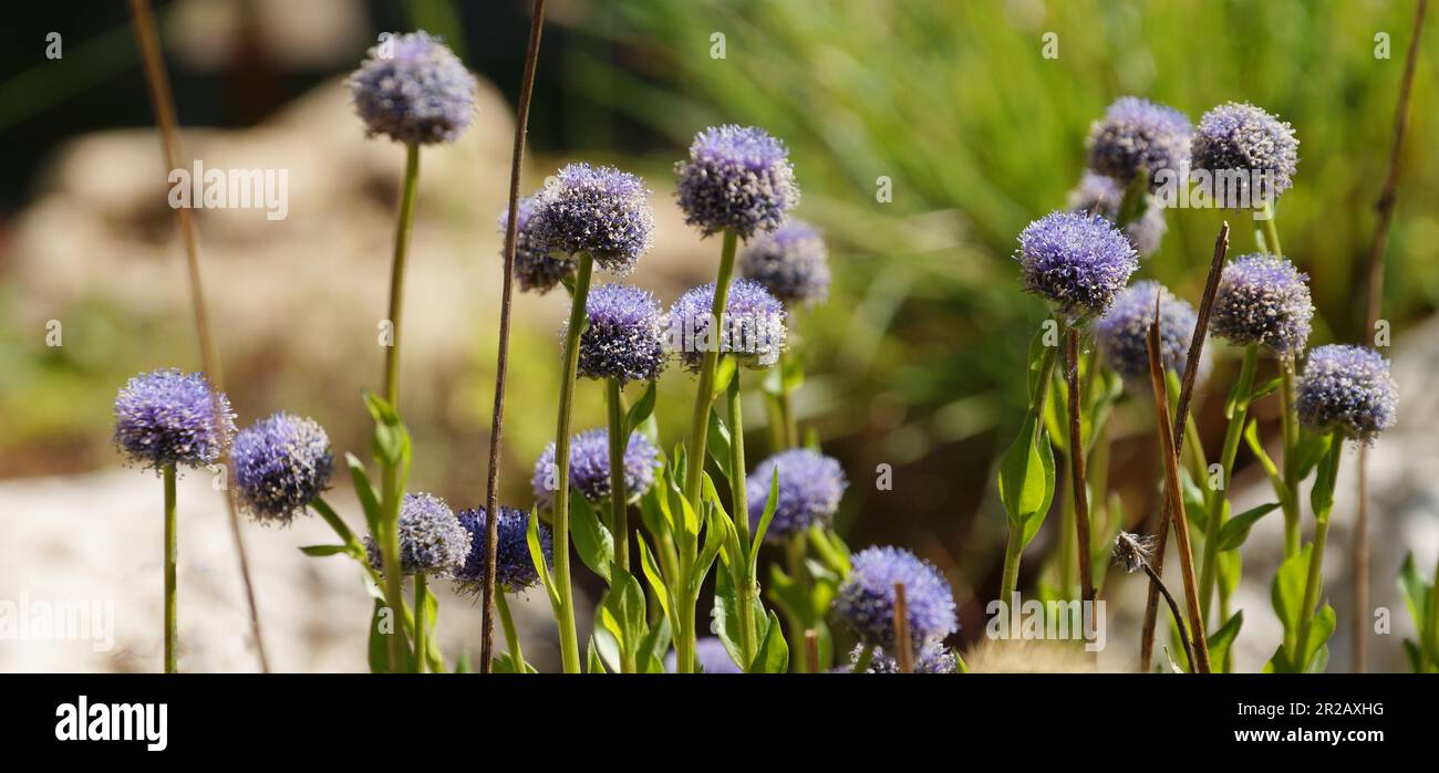 blooming blue globularia vulgaris, evergreen plant of the plantain family for floral horizontal background. Stock Photo