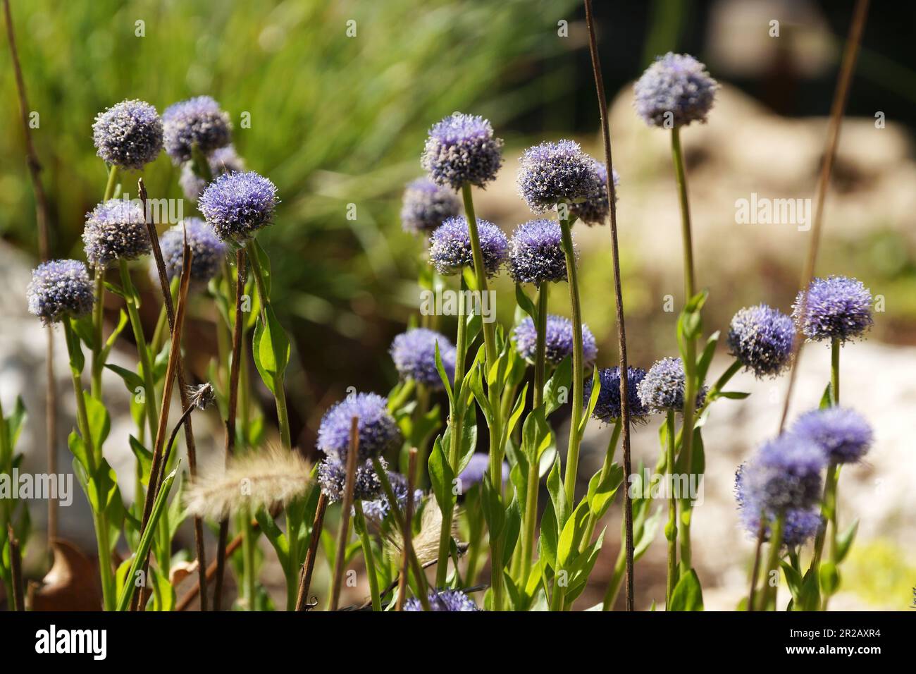 blooming blue globularia vulgaris, evergreen plant of the plantain family in sunlight. Stock Photo