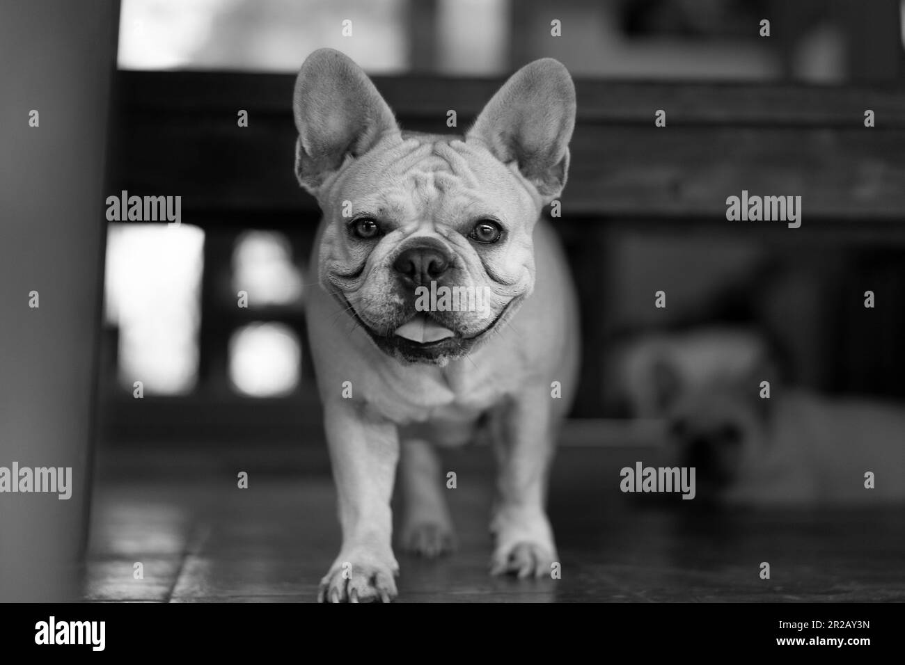 French Bulldog Dog Standing and staring at camera Stock Photo Alamy