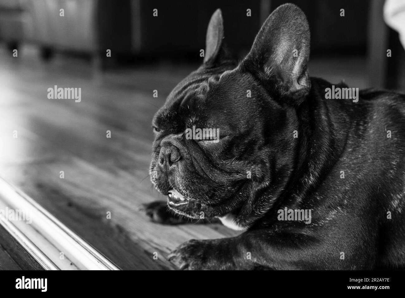 Cute french sleepy bulldog with eyes closed lying on the floor Stock