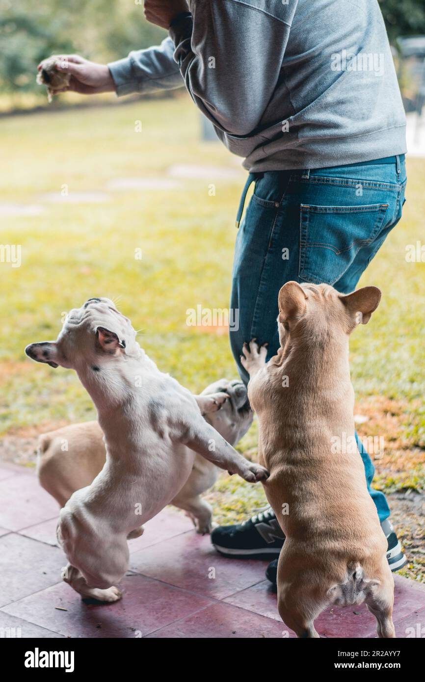 Man holding an old tennis ball and playing with three french bulldogs in his backyard Stock Photo