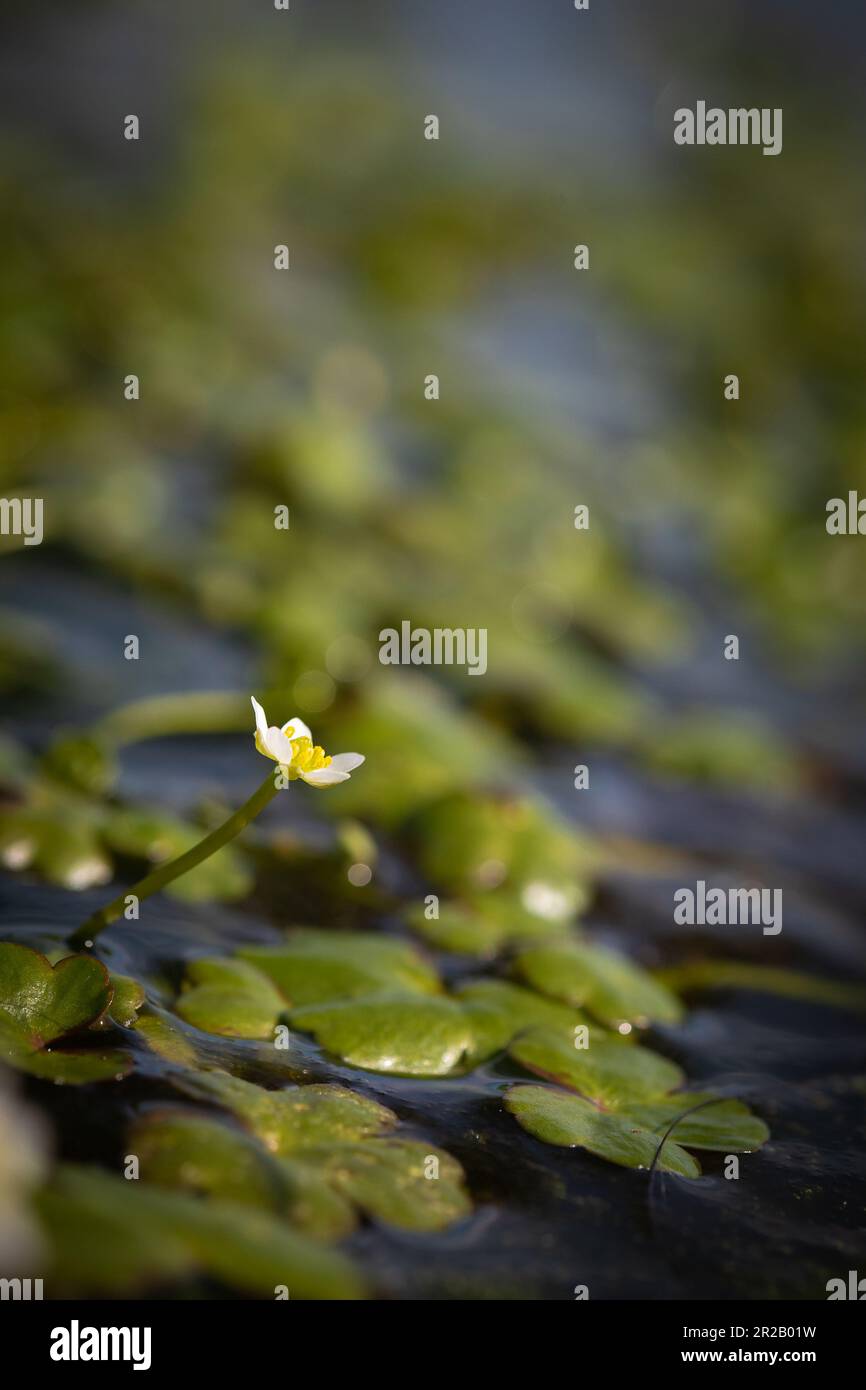In a pond on Brendon Common grows the creeping round leaved crowfoot
