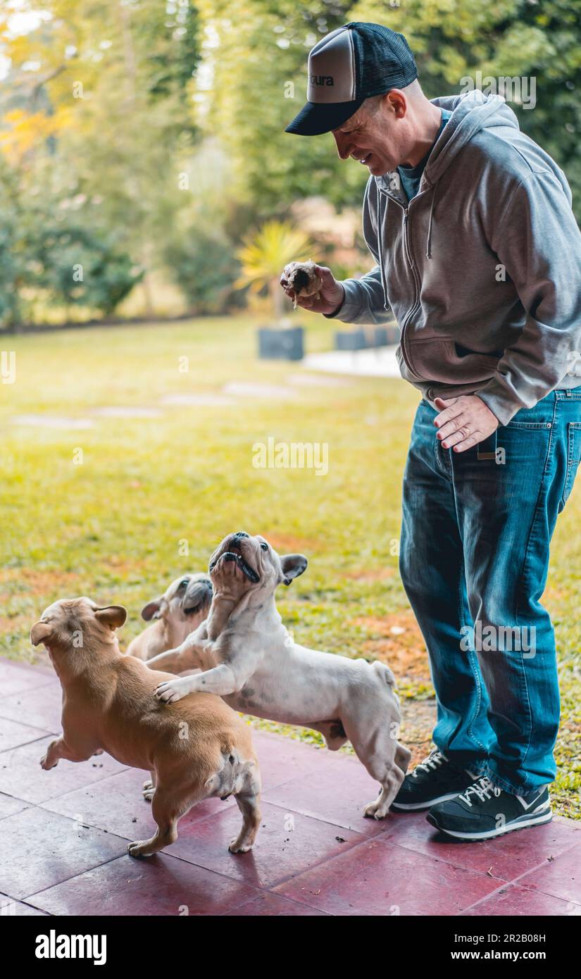 Caucasian male playing with three french bulldogs in his backyard Stock