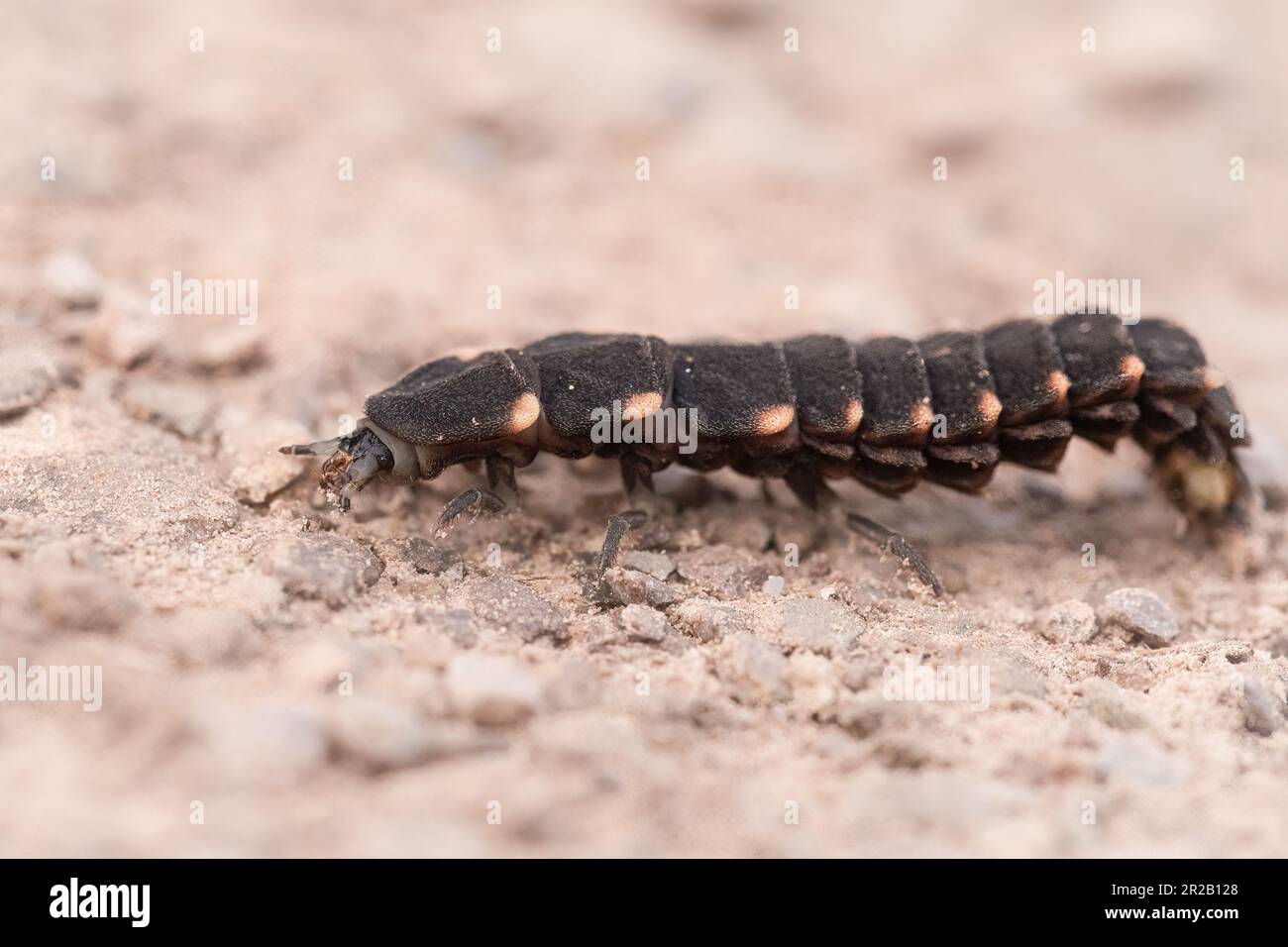 Glow worm beetle hi-res stock photography and images - Alamy
