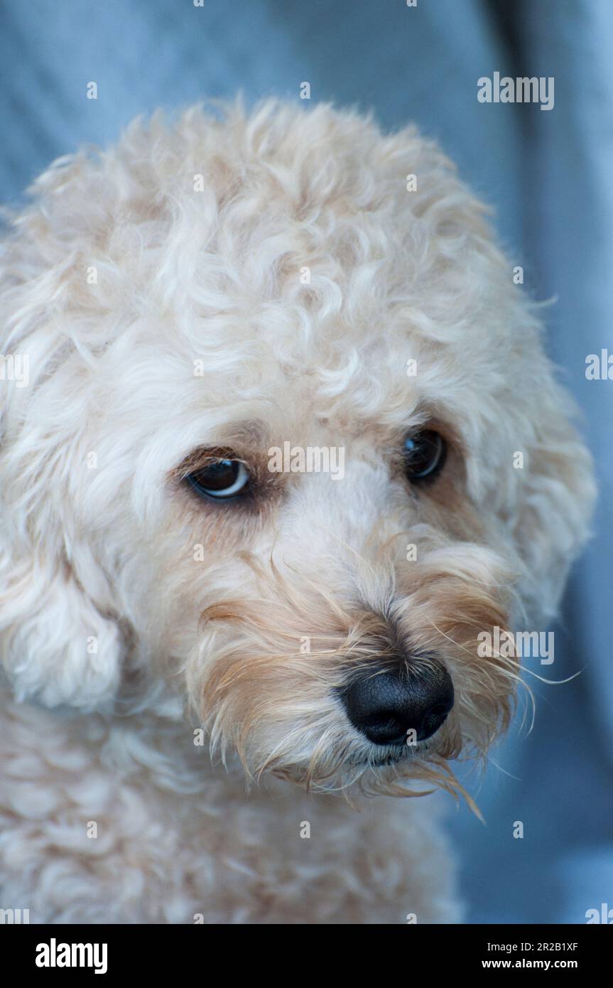 Caniche dog hi res stock photography and images Alamy