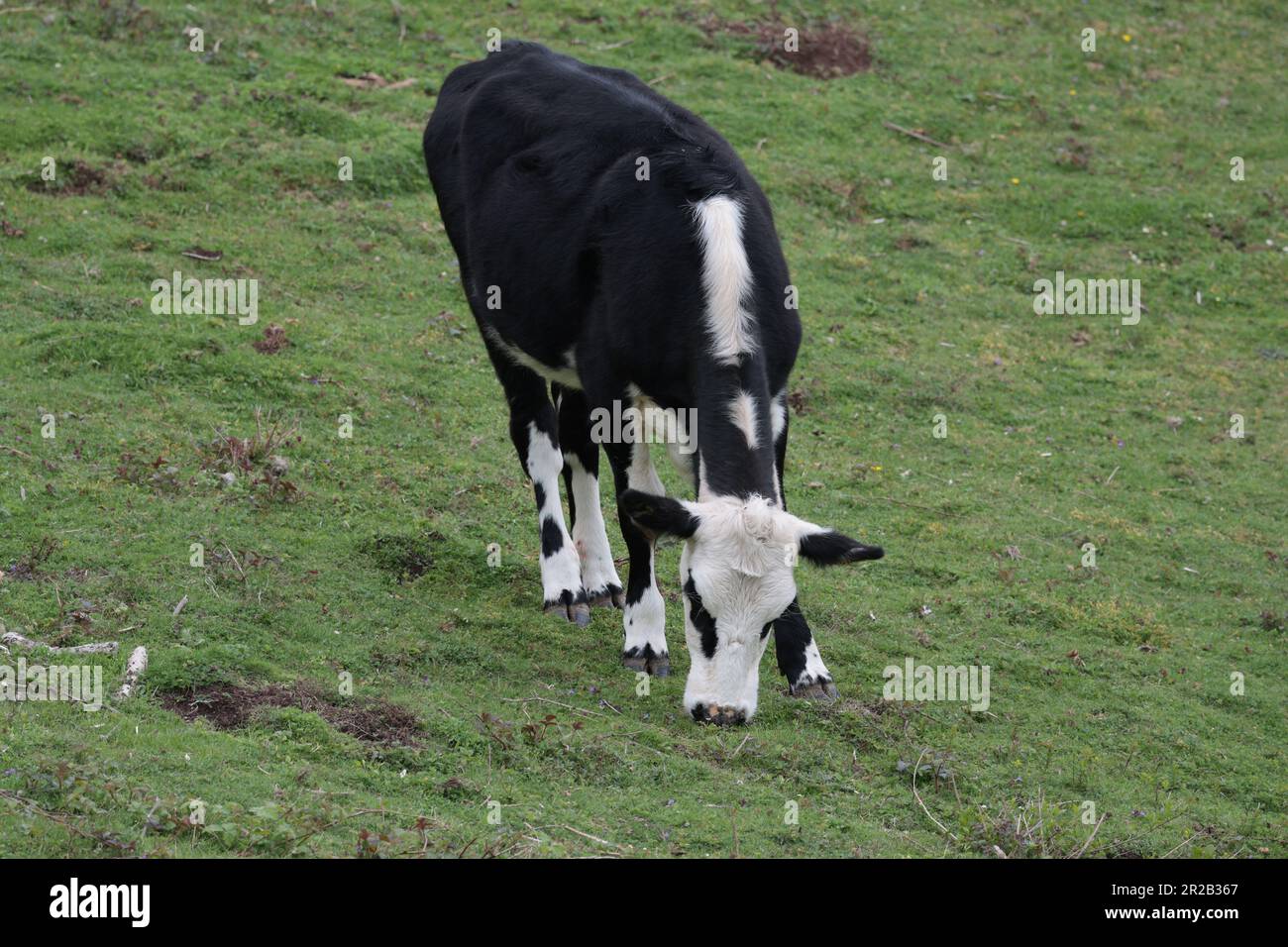 Black and white cow grazing on farmland on the south downs chanctonbury ring area findon uk, short well grazed grass uneven sloping pasture Stock Photo