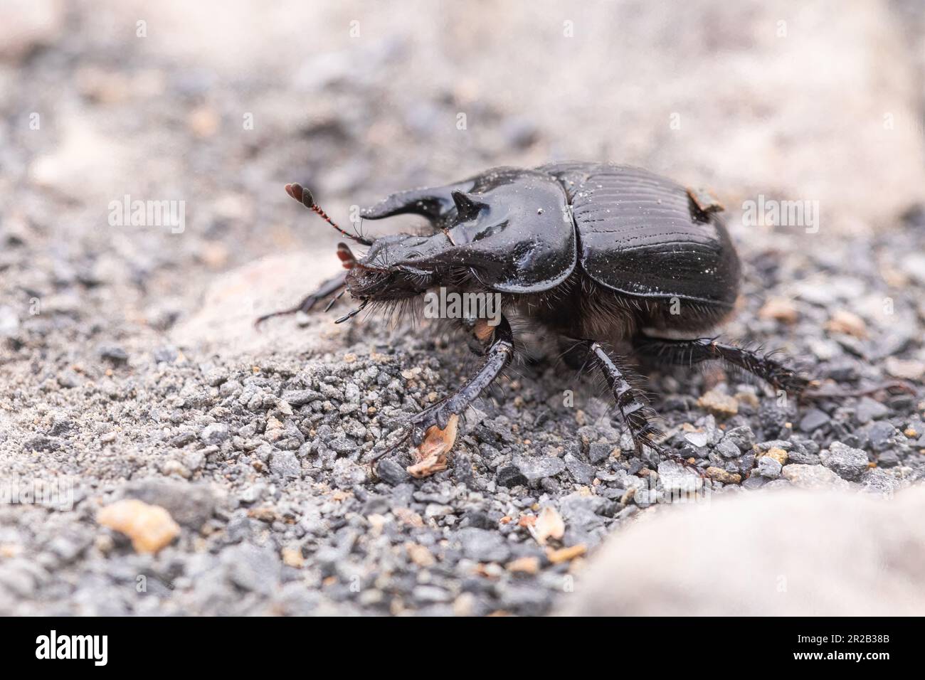 The male minotaur beetle (Typhaeus typhoeus) runs across the gravel path at Heddon Valley in Exmoor Stock Photo