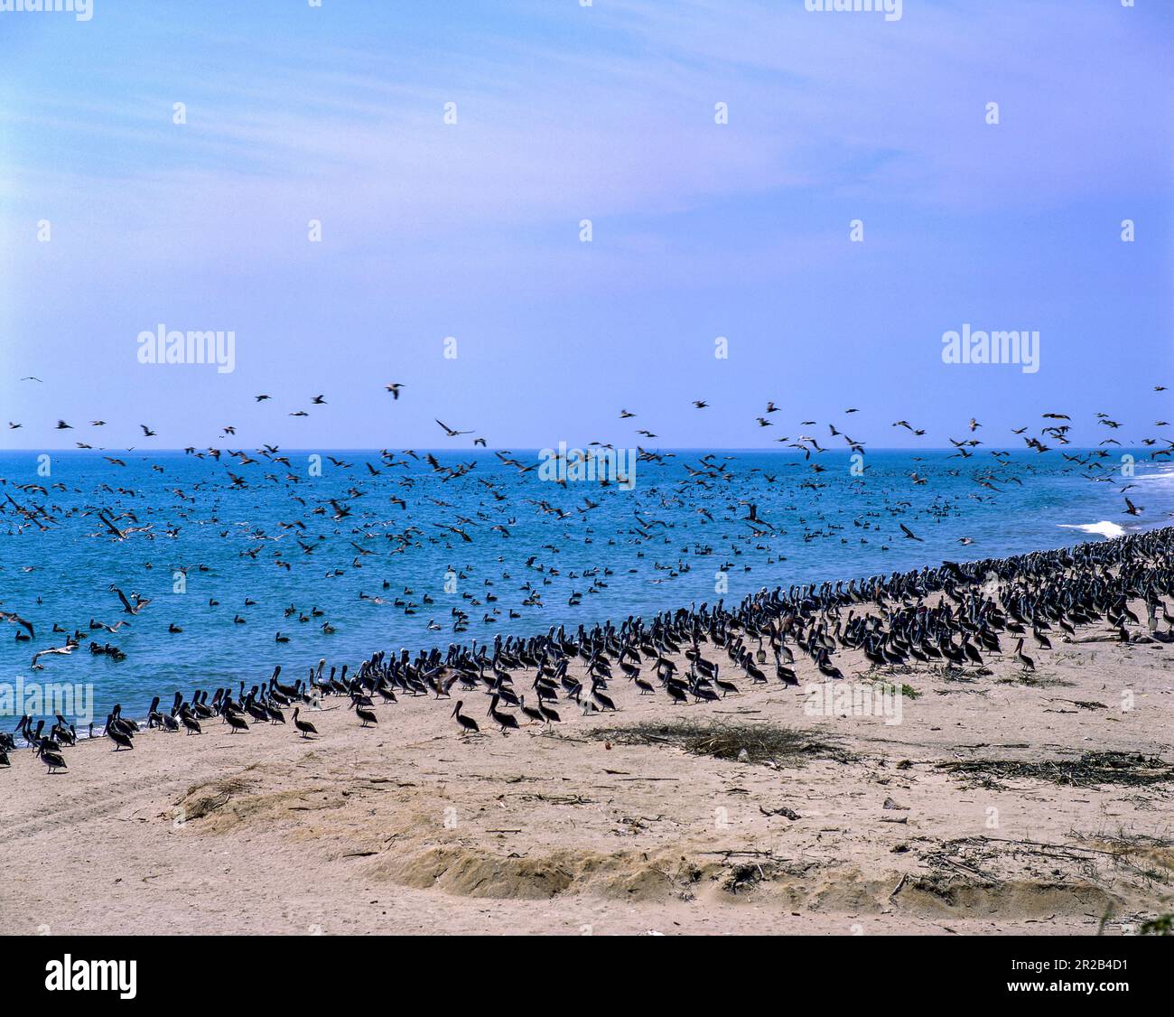 Peruvian pelican colonies on the Tumbes coast, northern Peru. Stock Photo