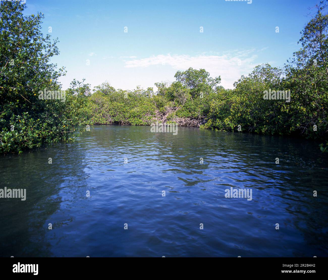Peru.Tumbes.Los Manglares National Sanctuary.Mangrove vegetation and frigatebirds Stock Photo