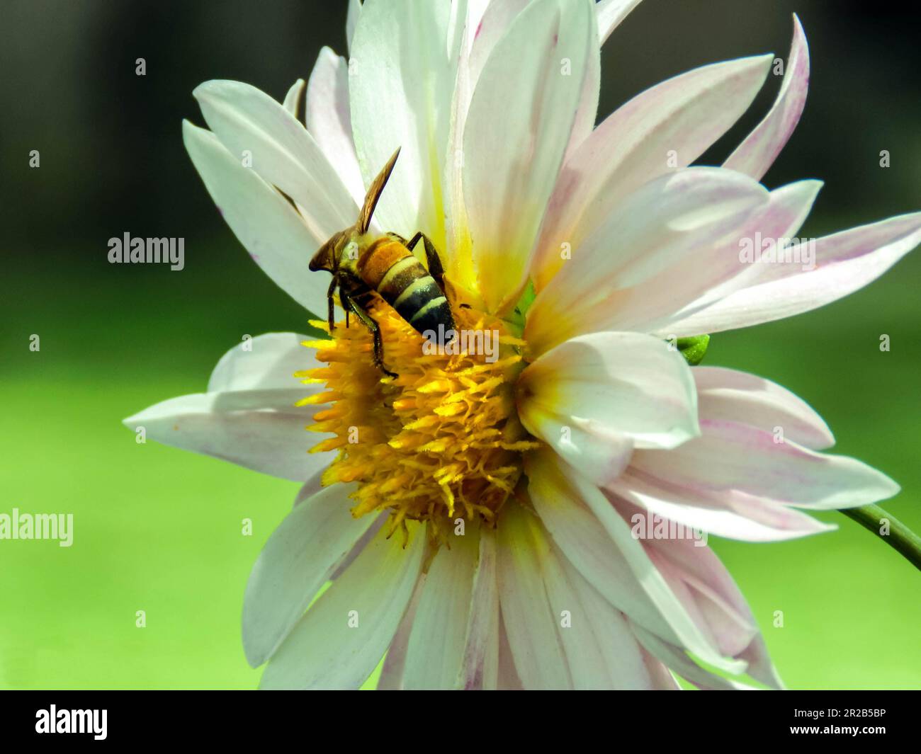 Mutualism Honey Bee and a beautiful flower. This shot is a beautiful