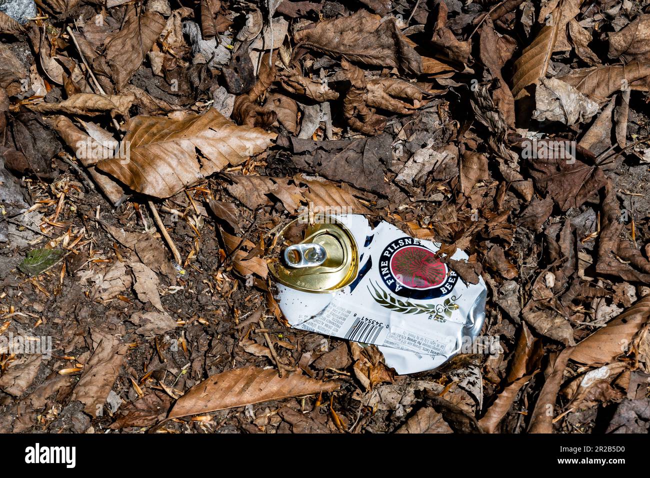 A crushed flattened Miller Lite beer can thrown in the leaves in the Adirondack Mountains, NY USA Stock Photo