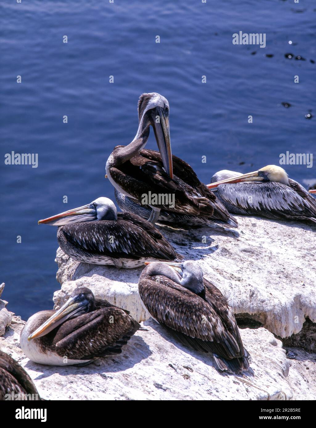 Peruvian pelican colonies on the Tumbes coast, northern Peru. Stock Photo