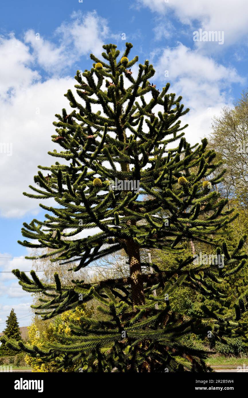 Araucaria Monkey Puzzle Tree Araucaria Araucana NRTC