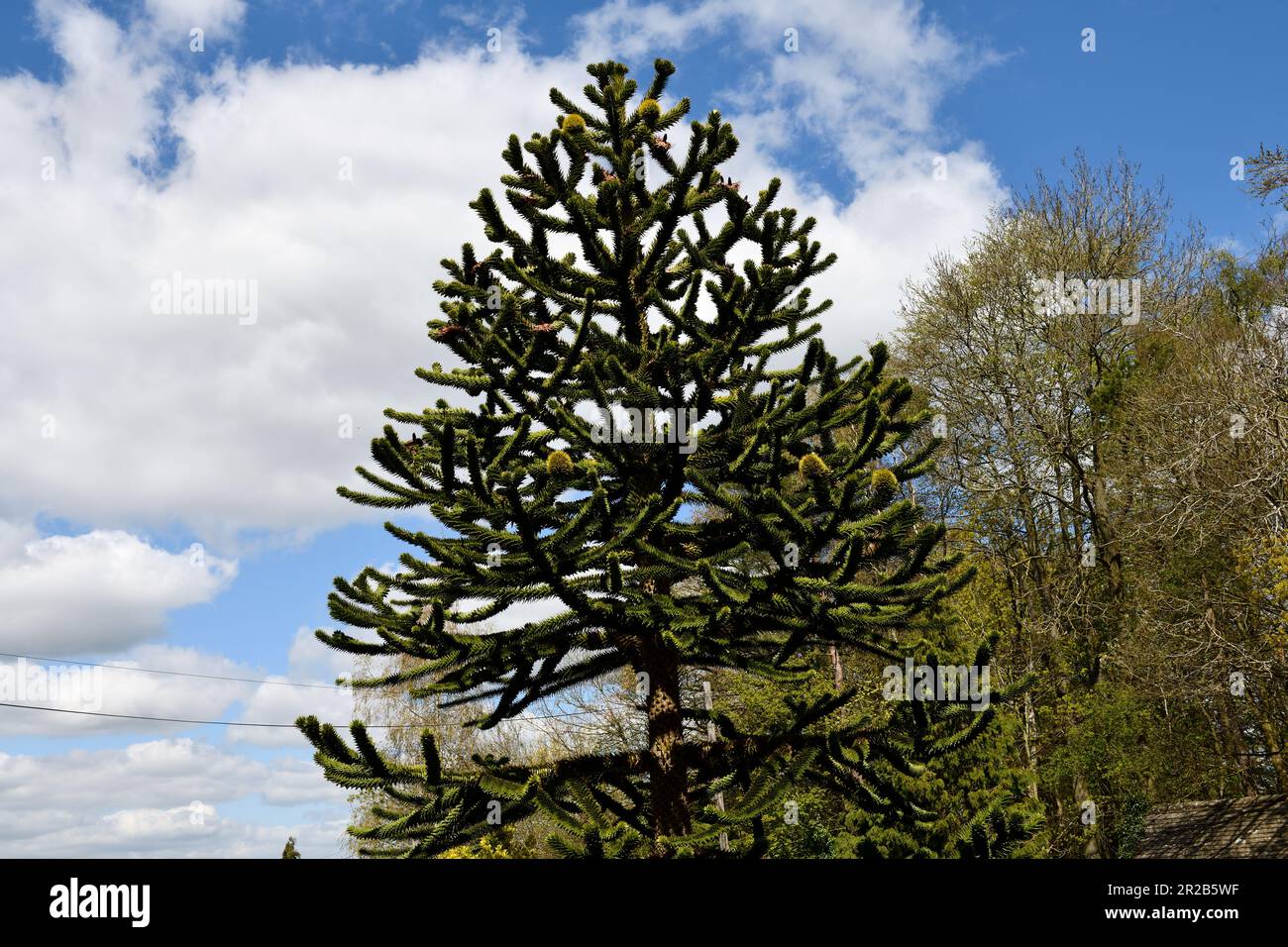 Monkey  Puzzle Tree (Araucaria araucana )  Oxfordshire England uk Stock Photo